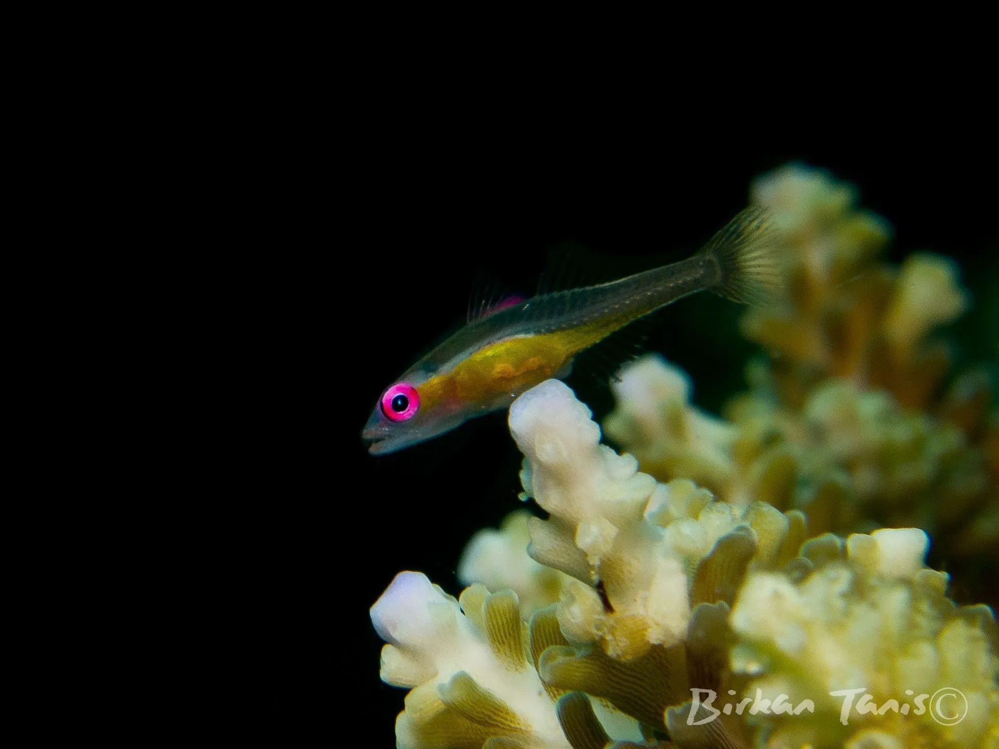 Goby on white coral