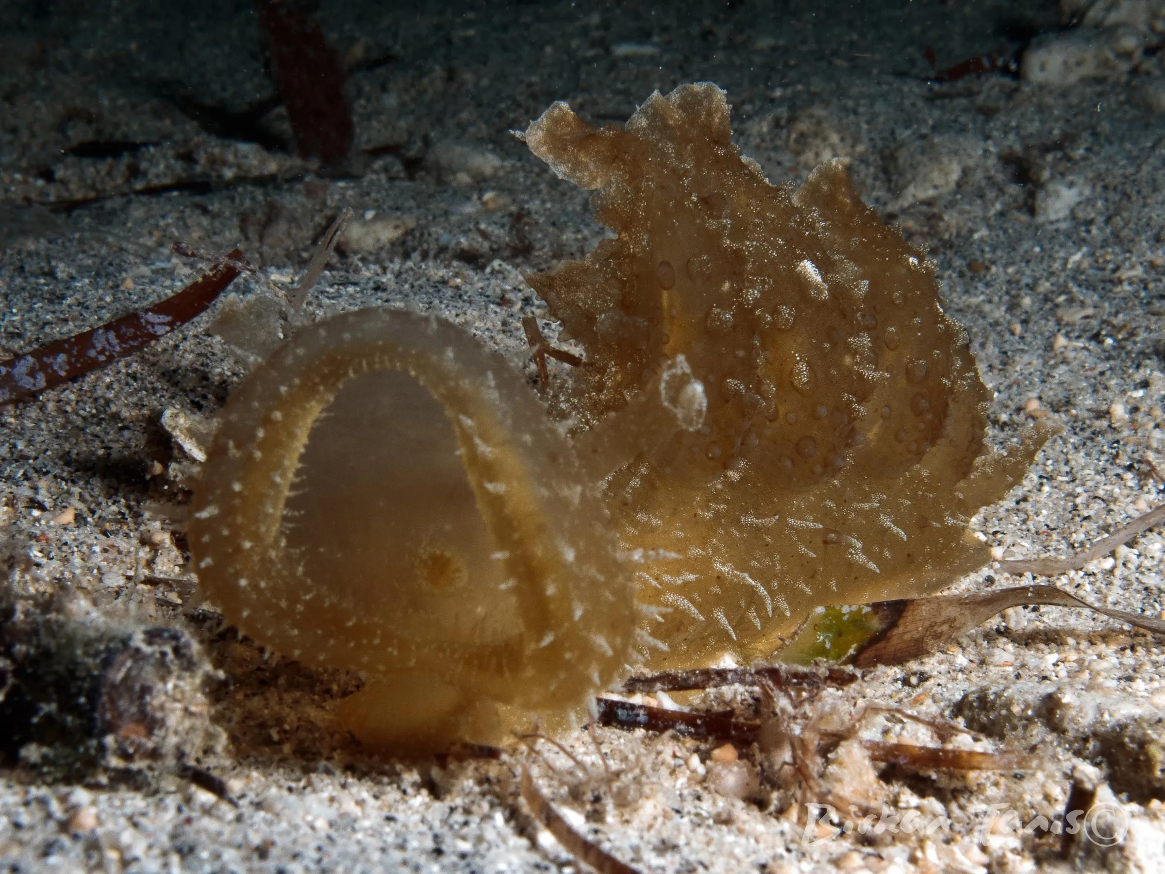 Melibe nudibranch