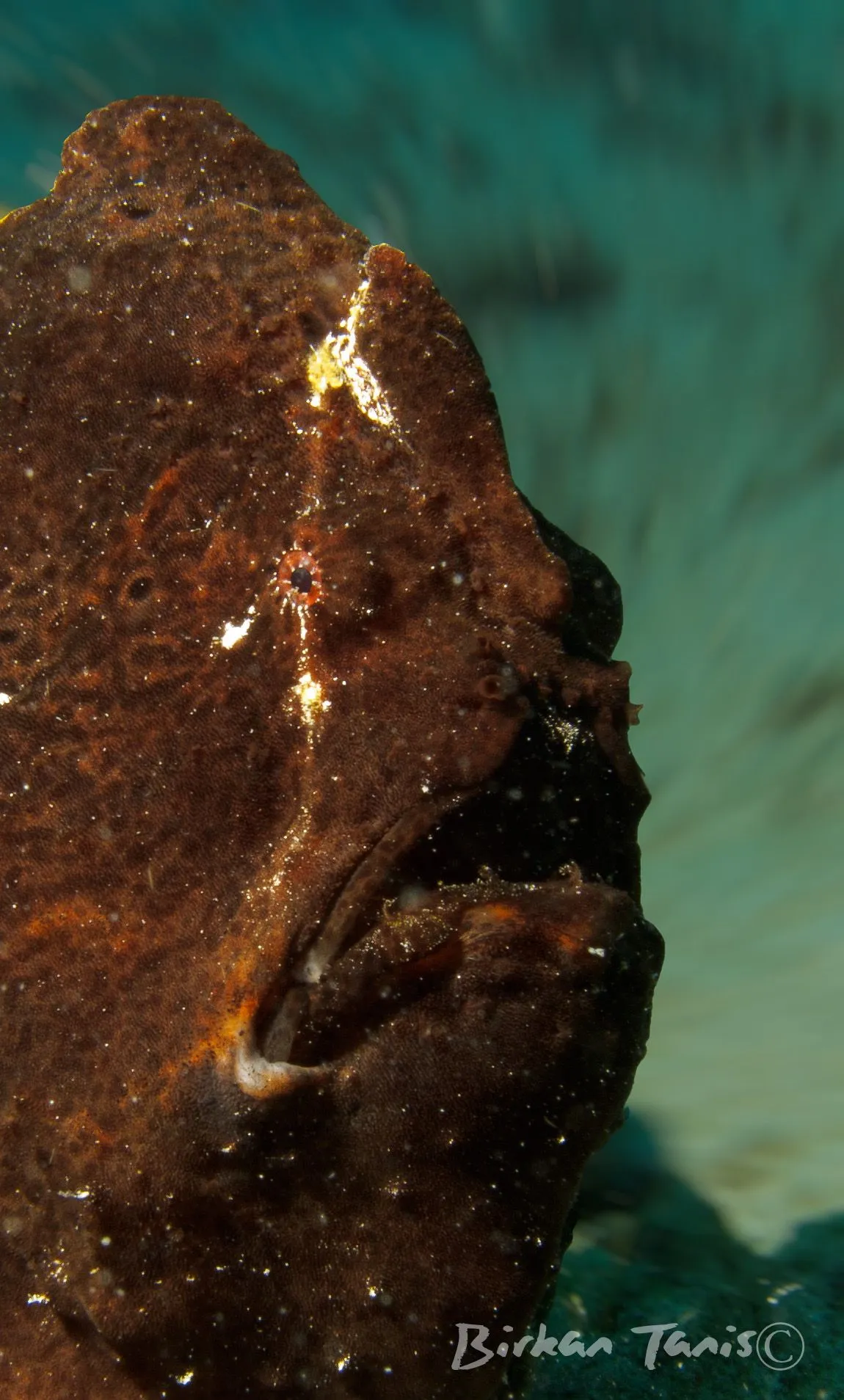 Frogfish hiding in red sponge