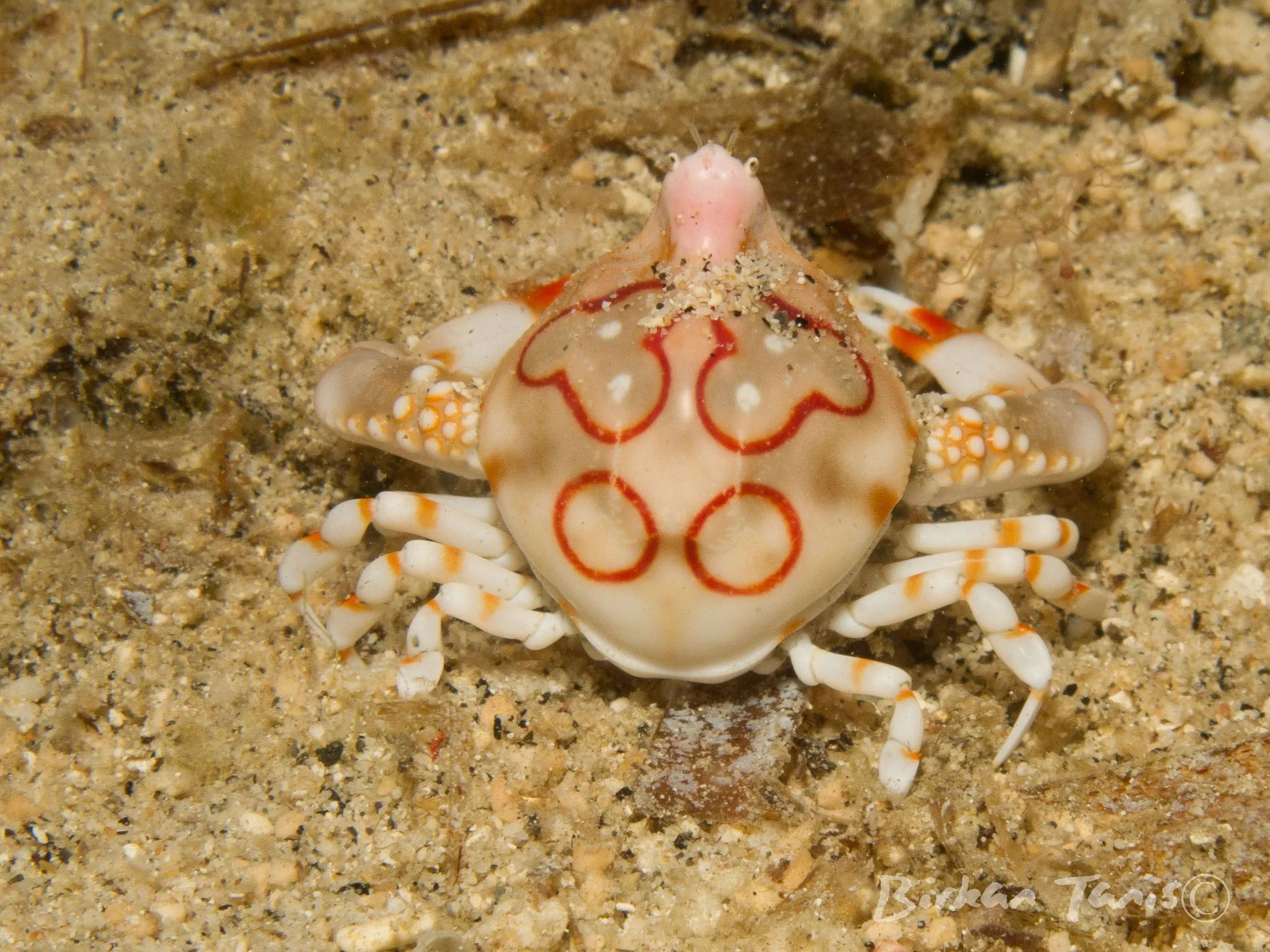Harlequin crab on bubble coral