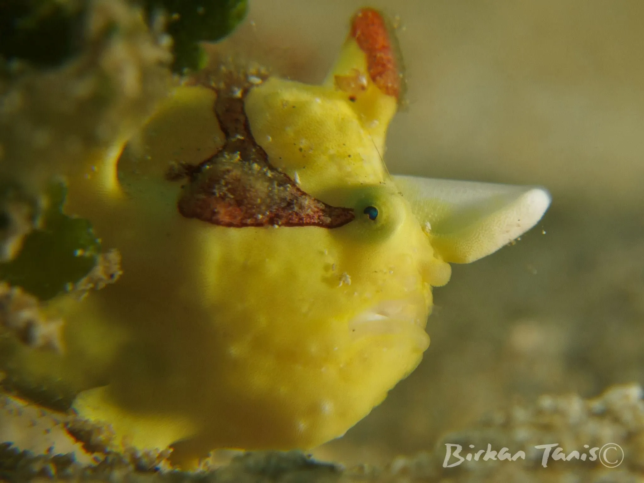 Yellow frogfish in the open