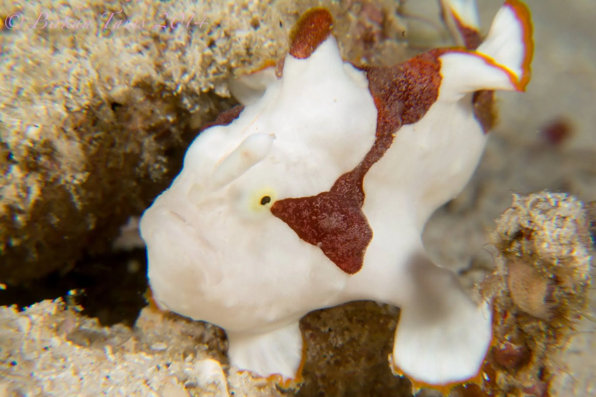 Frogfish on the reef