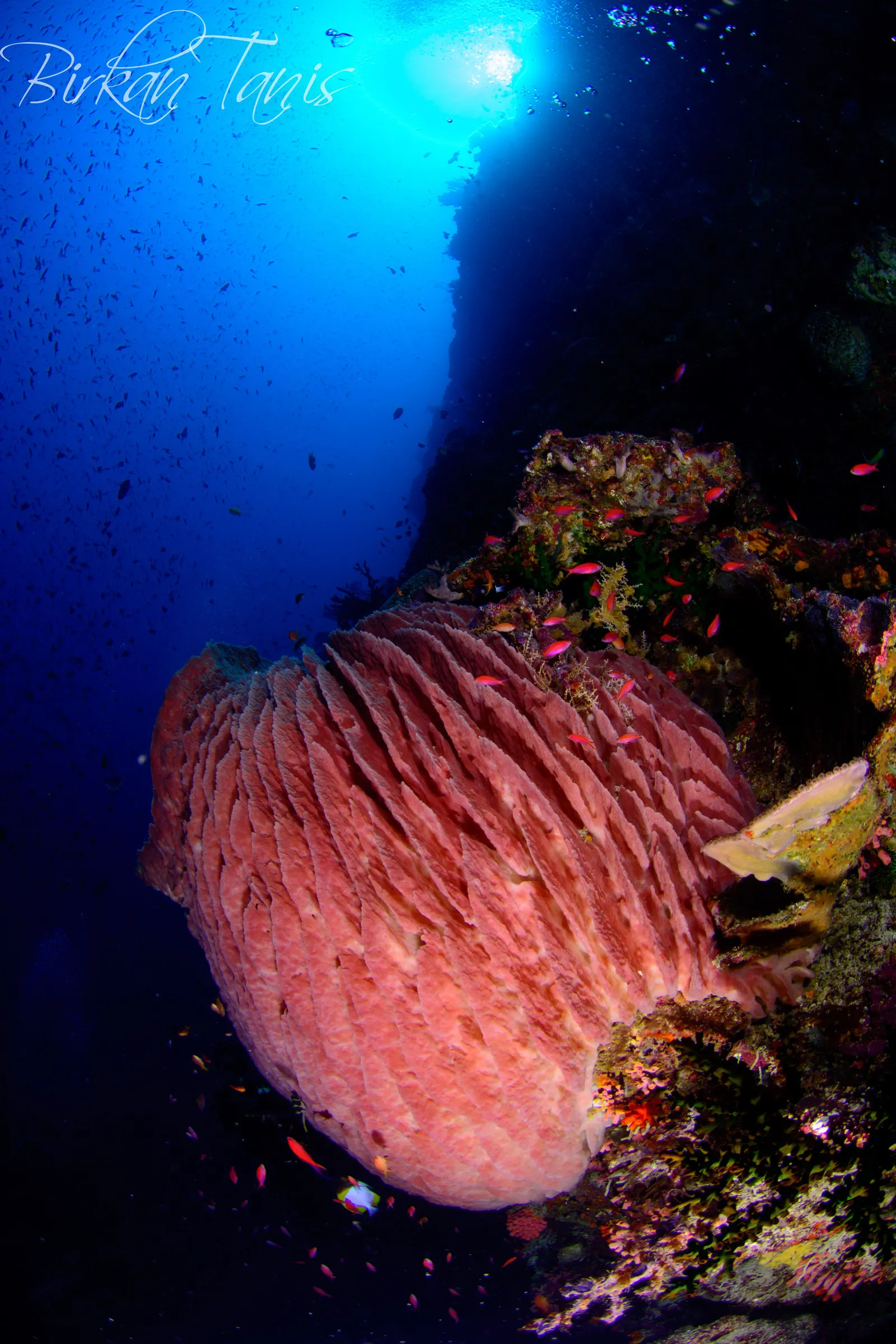 Pink barrel sponge on slope