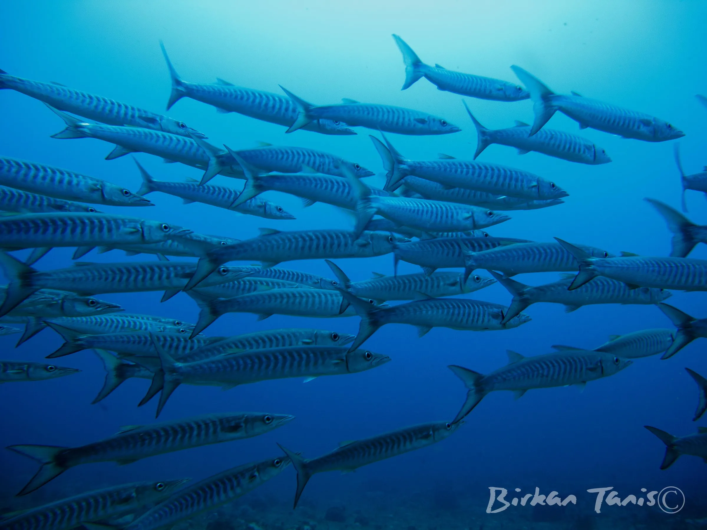 School of barracuda