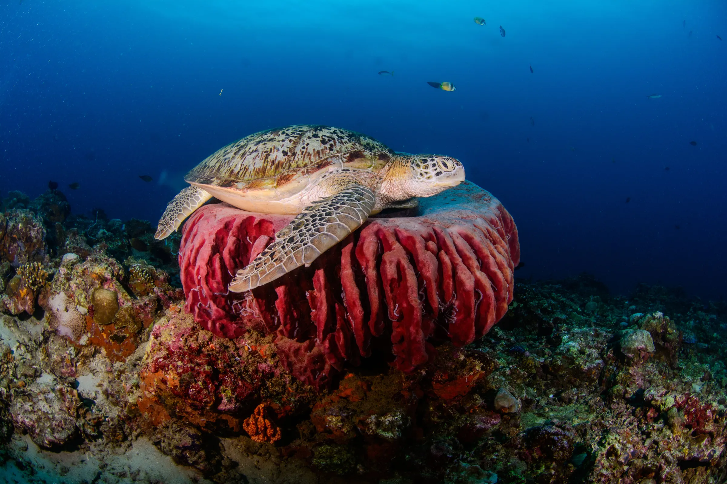 Turtle on sponge with reef