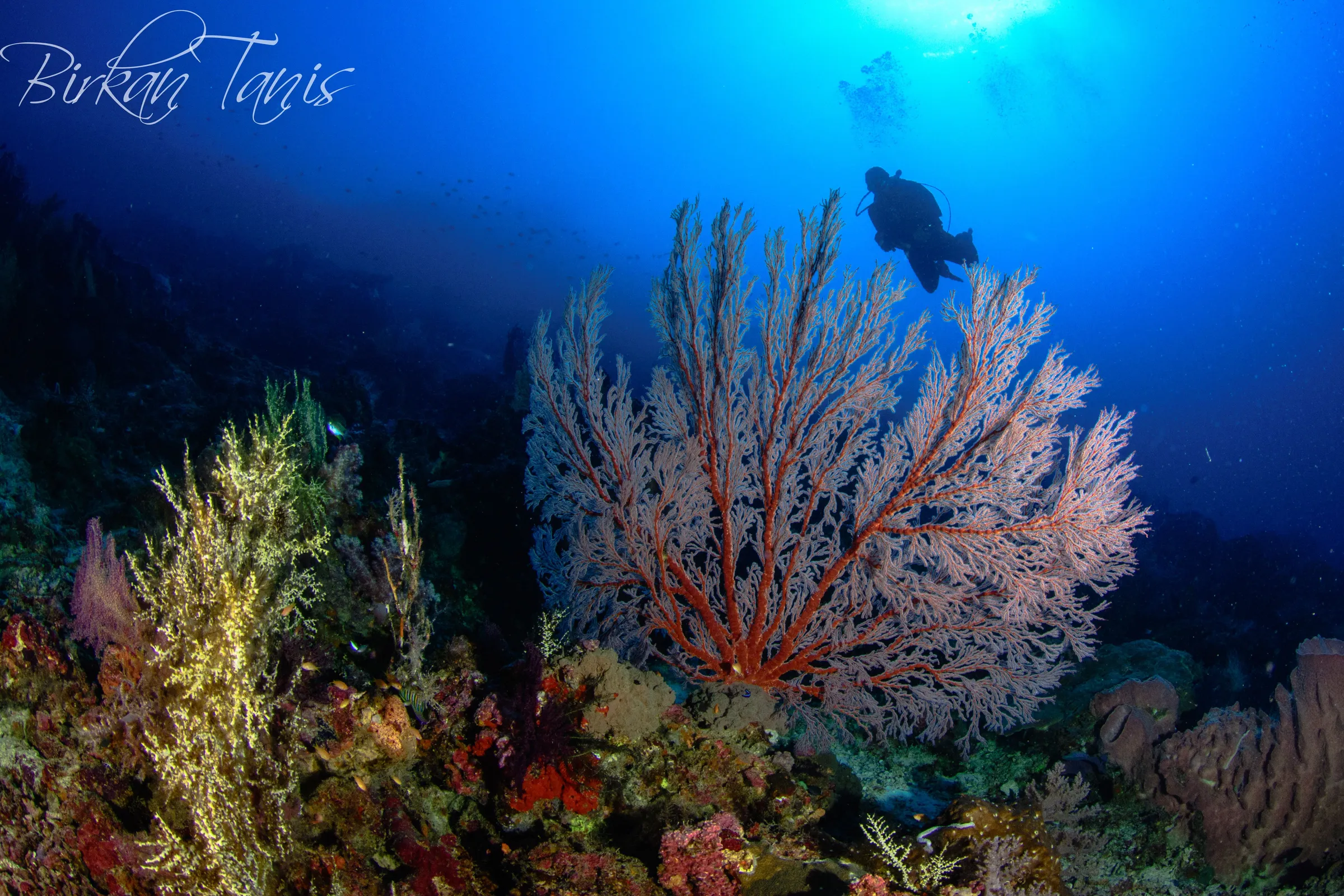 Diver and sea fan in the blue
