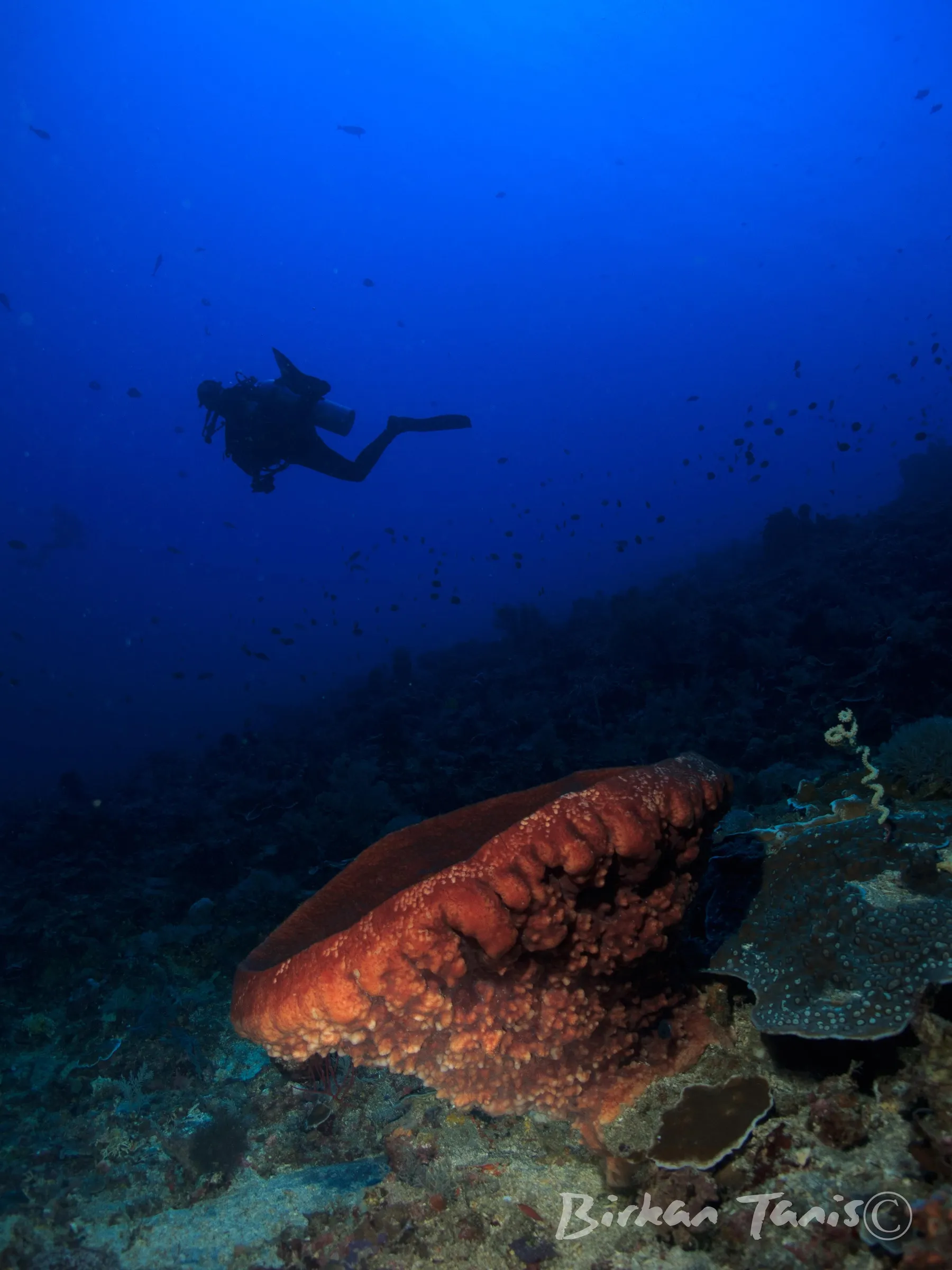 Diver above barrel sponge