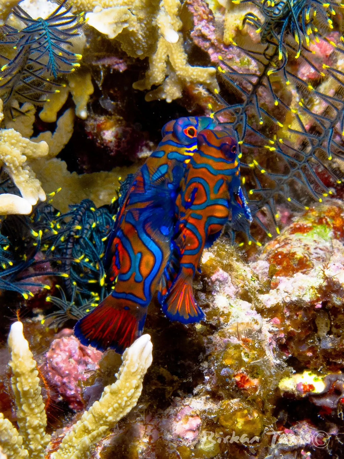Mandarinfish at dusk dive