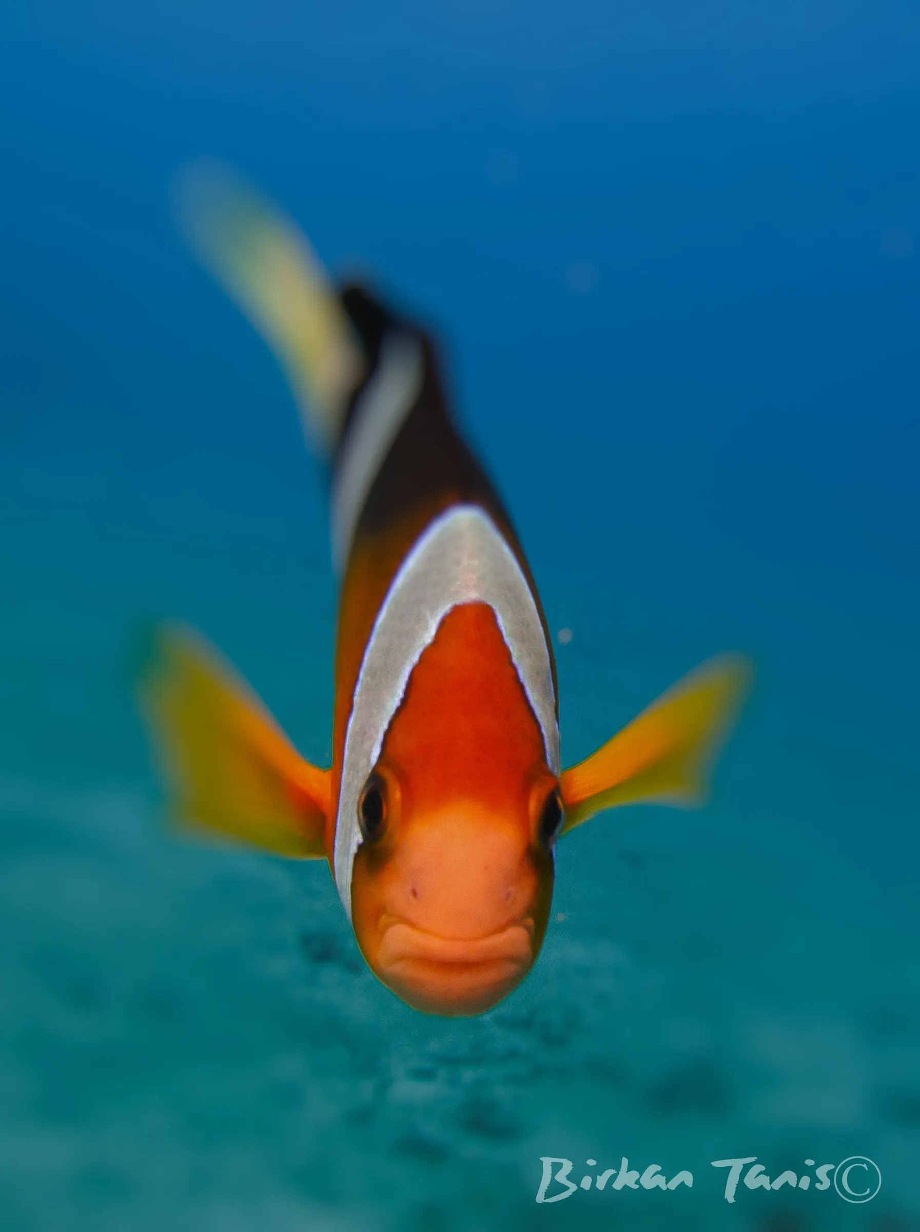 Clownfish in its anemone