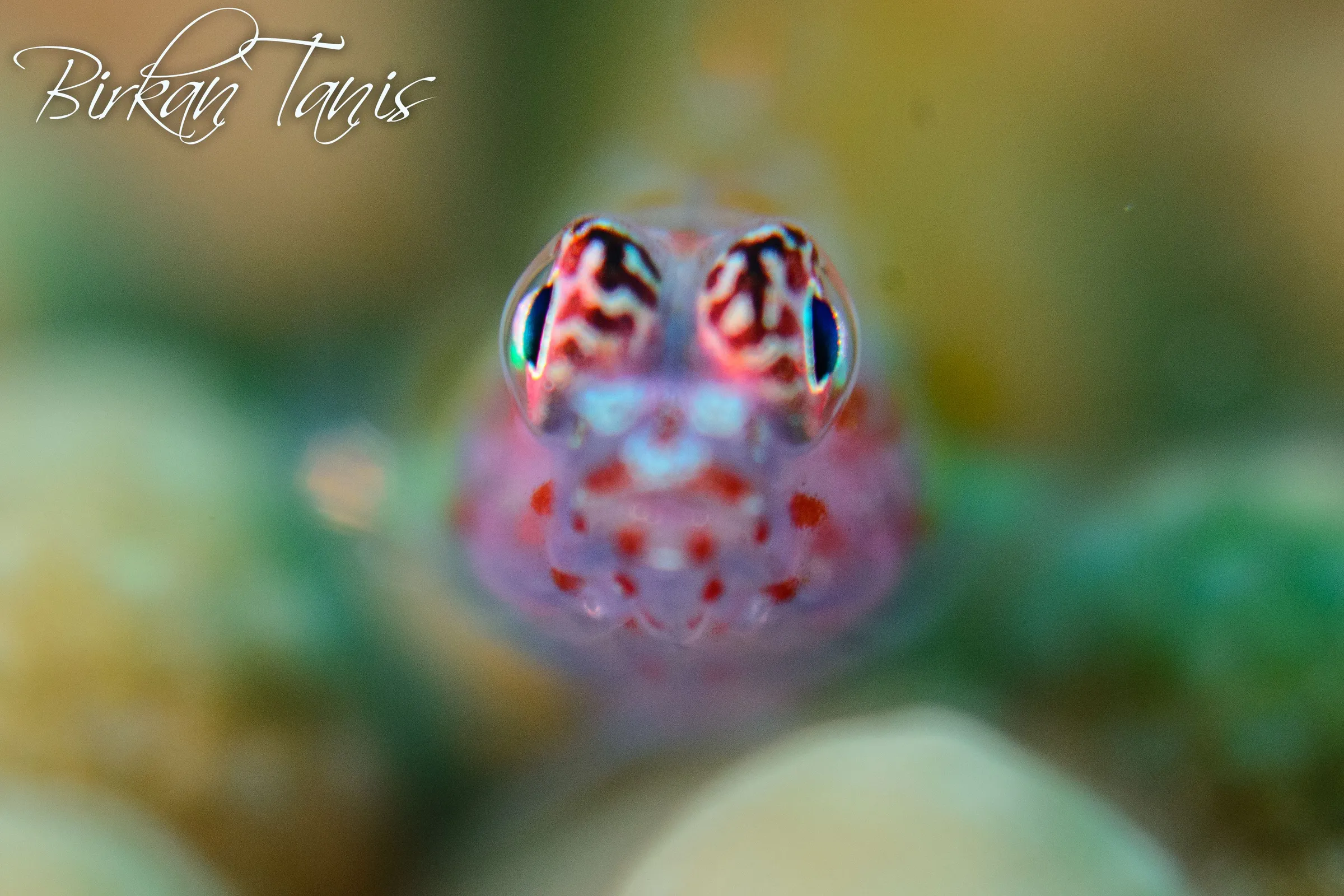 Striped pufferfish hiding