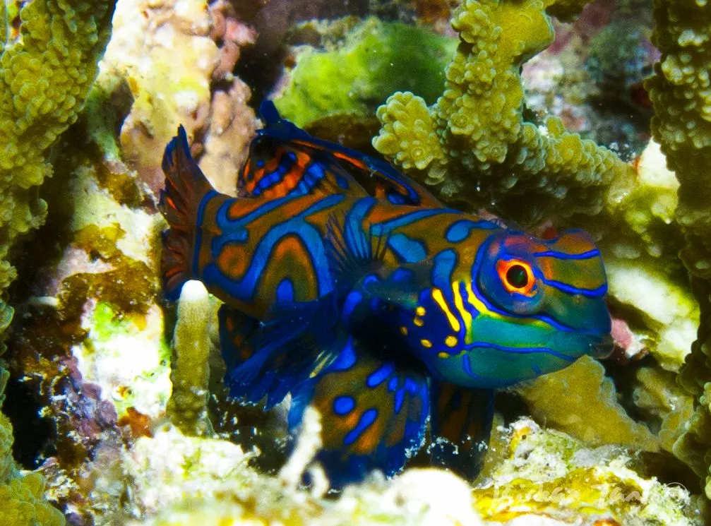 Mandarinfish on the reef