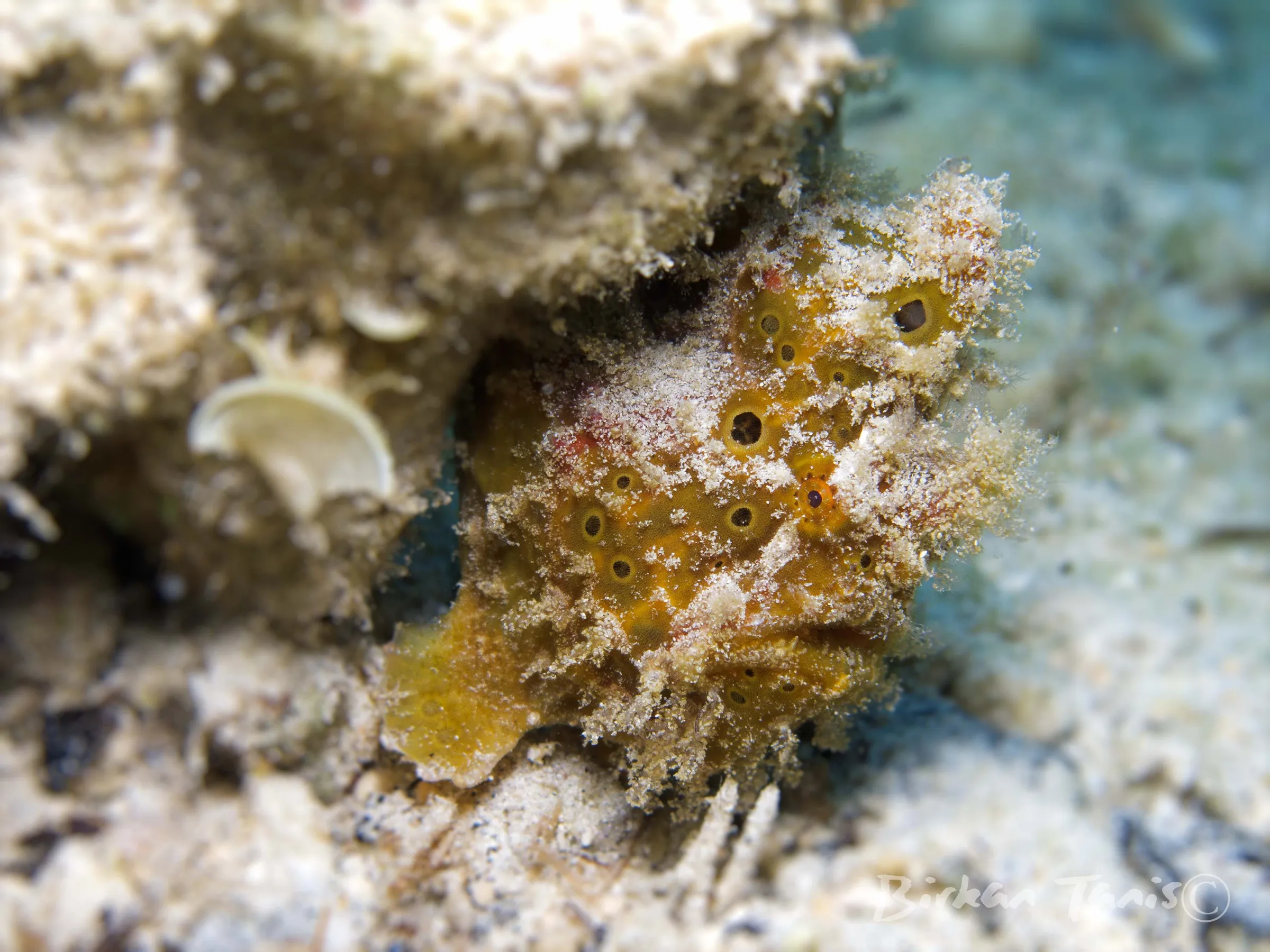 Frogfish