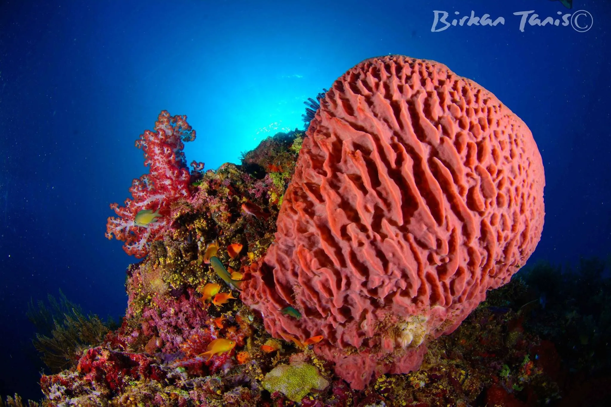 Pink barrel sponge on reef
