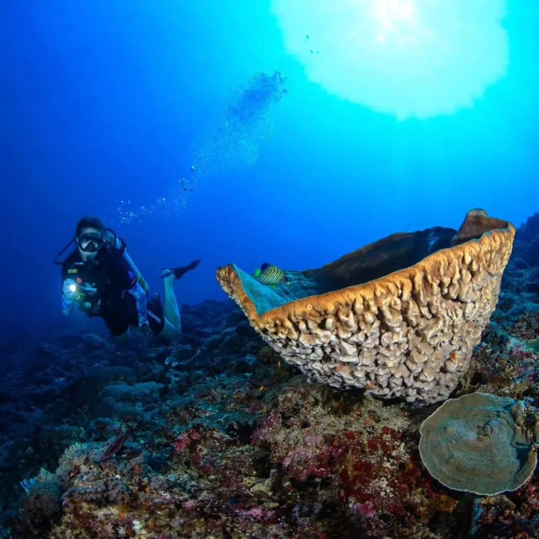 Diver photographing yellow sponge