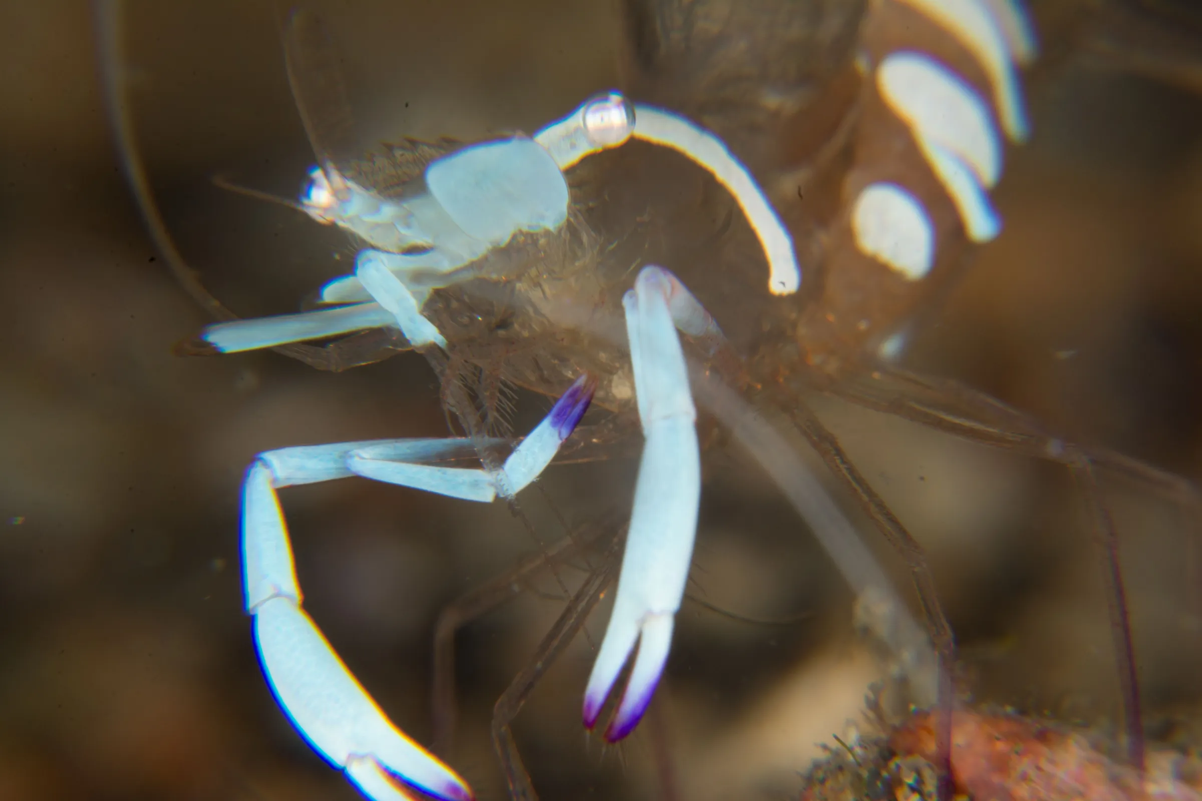 Cleaner shrimp on a sponge