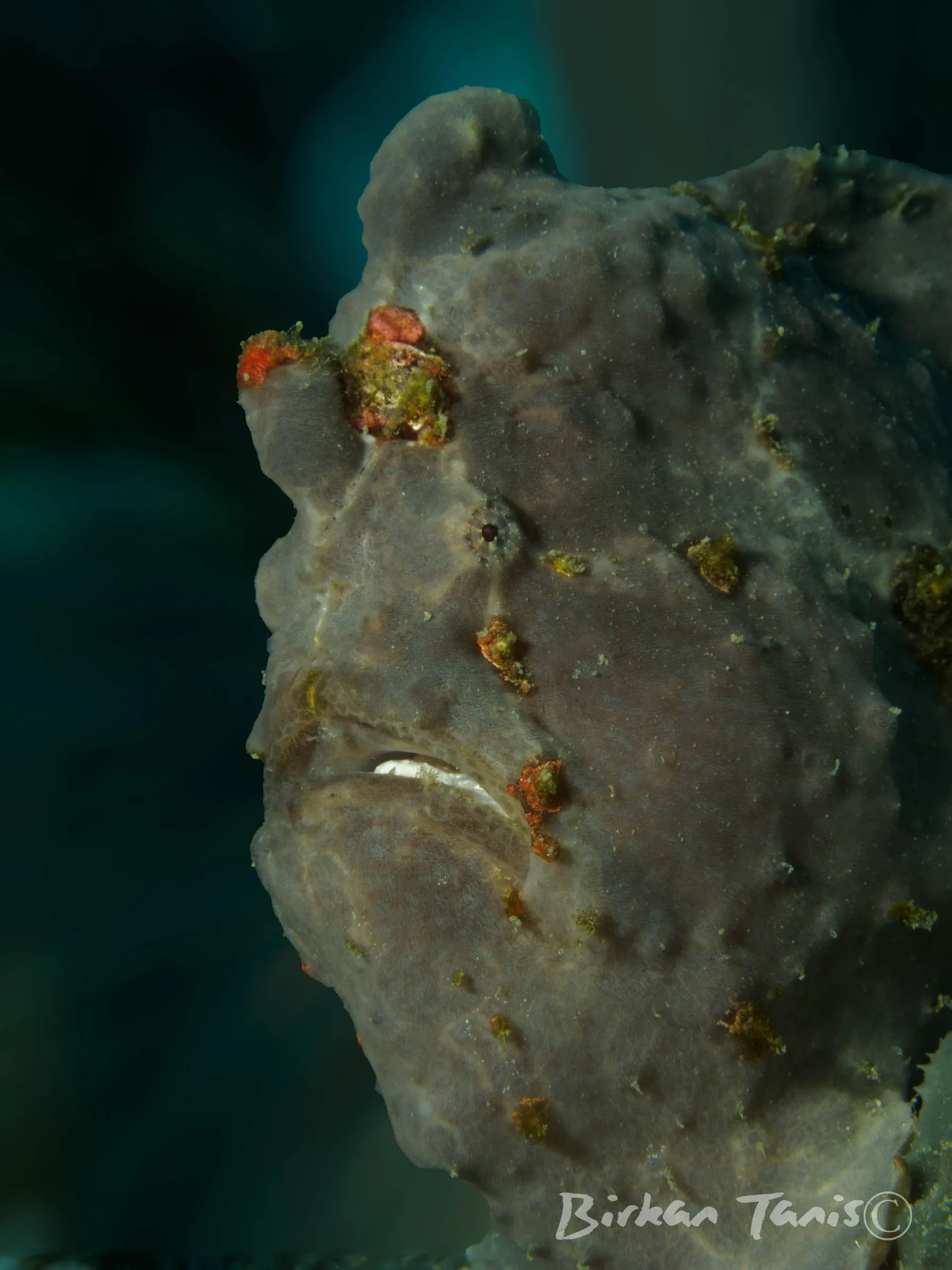 Giant frogfish portrait