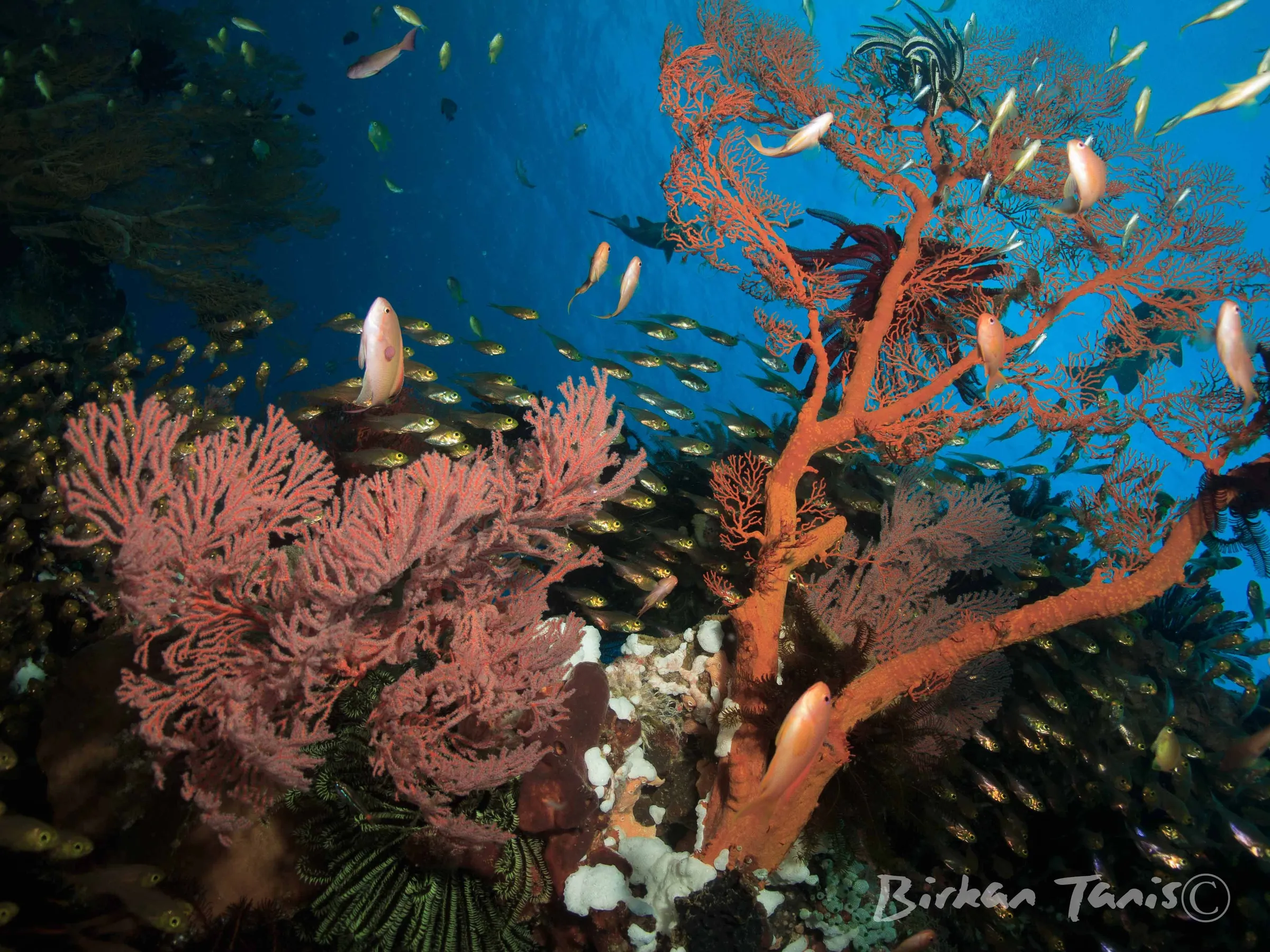Soft coral garden on the wall