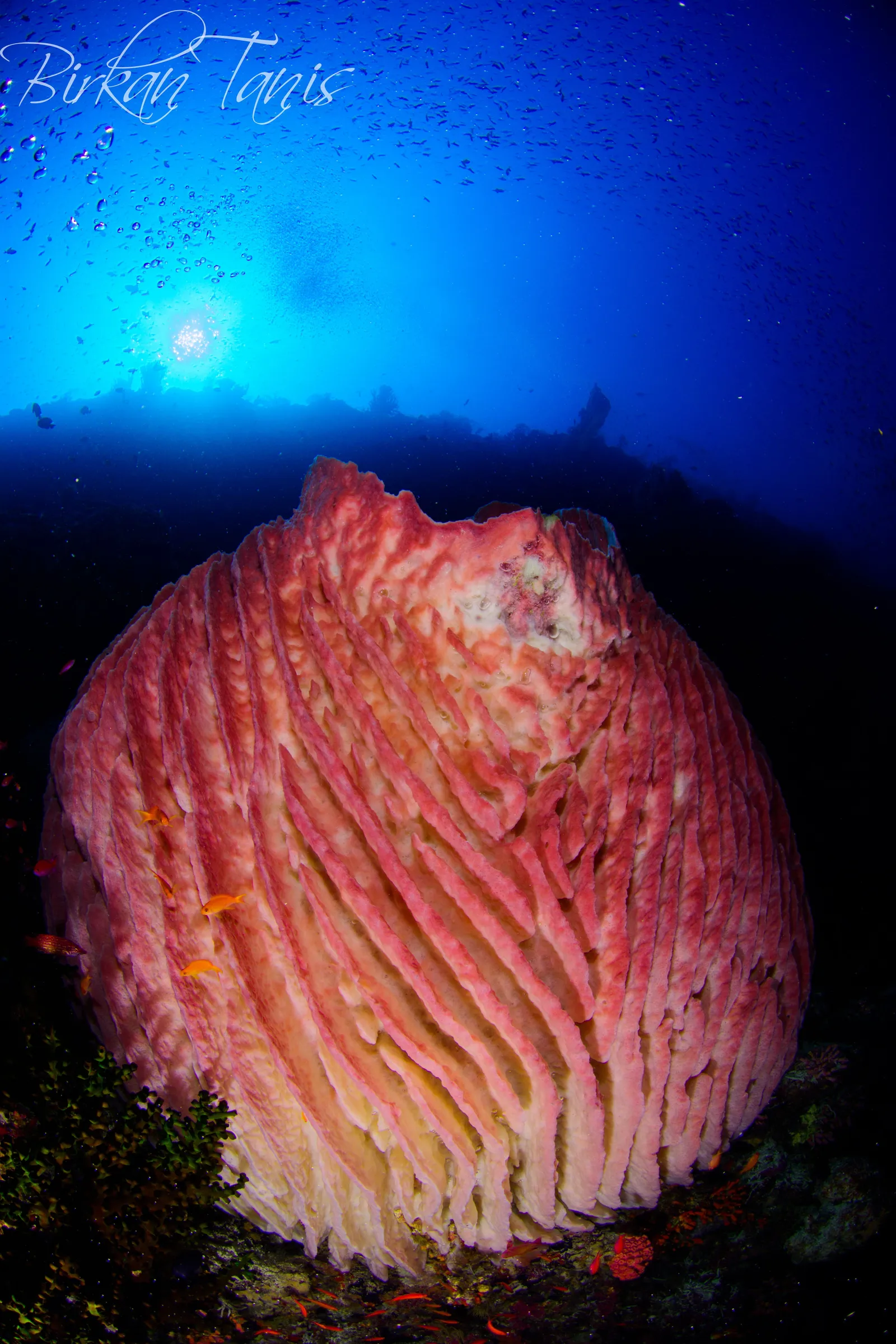 Pink barrel sponge close