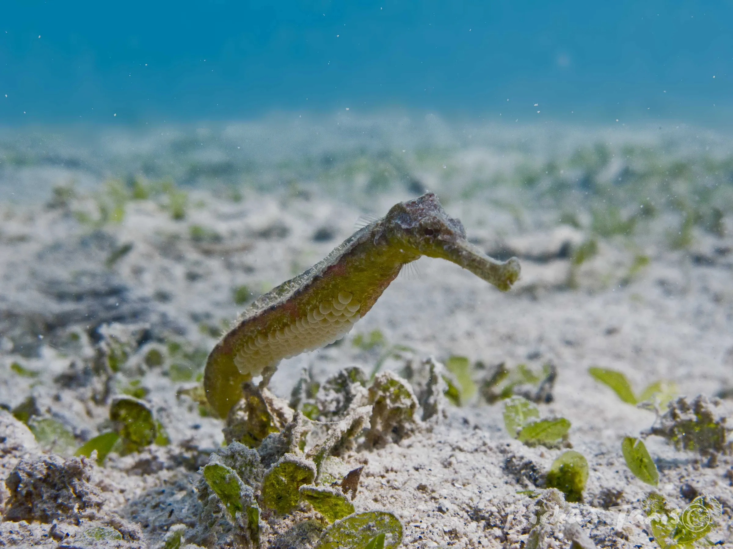 Pipefish on sandy bottom