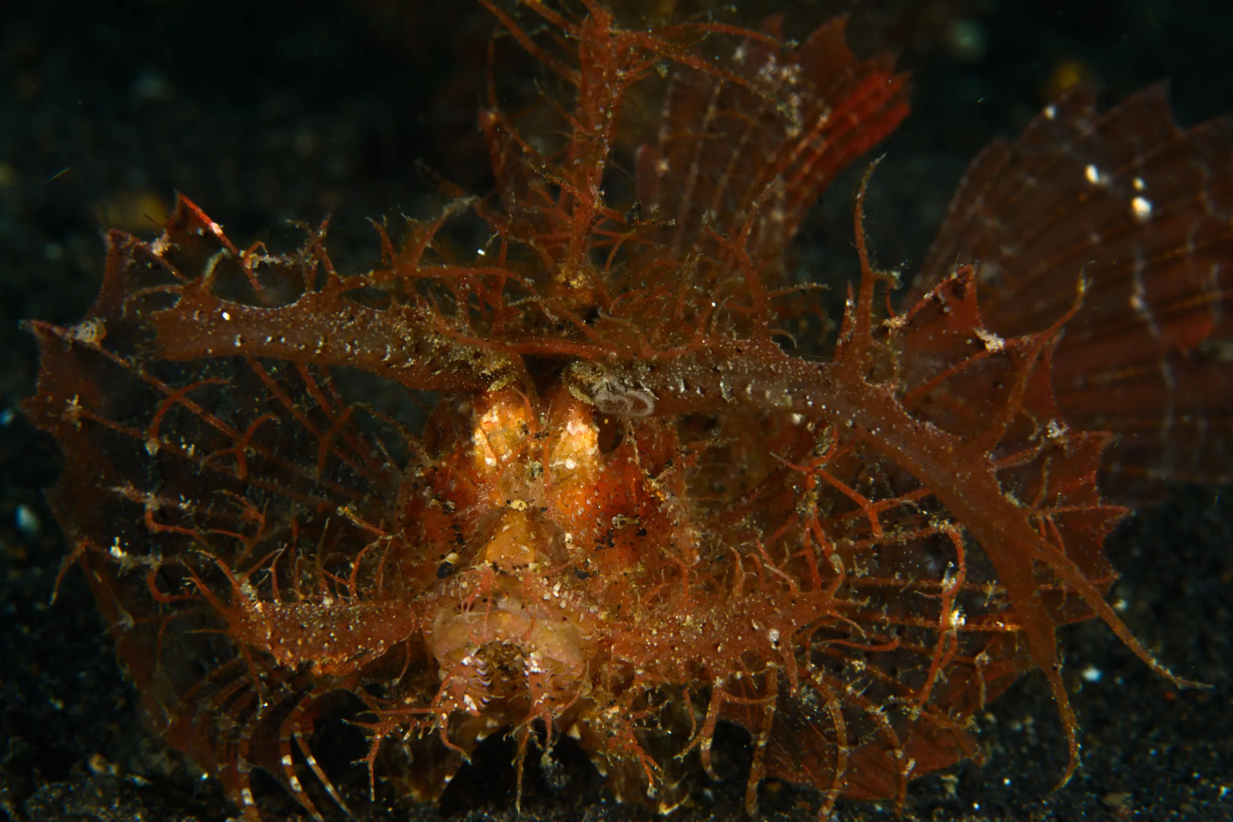 Ambon scorpion fish
