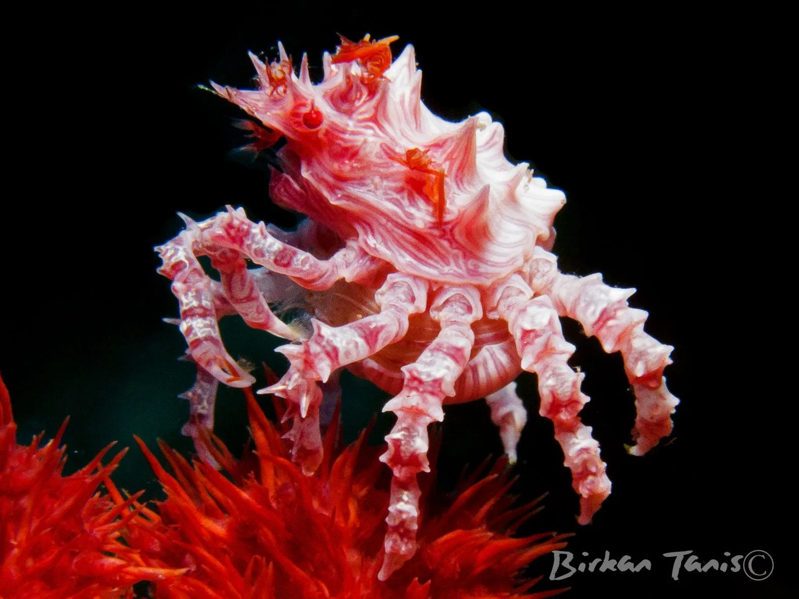 Soft coral candy crab close-up