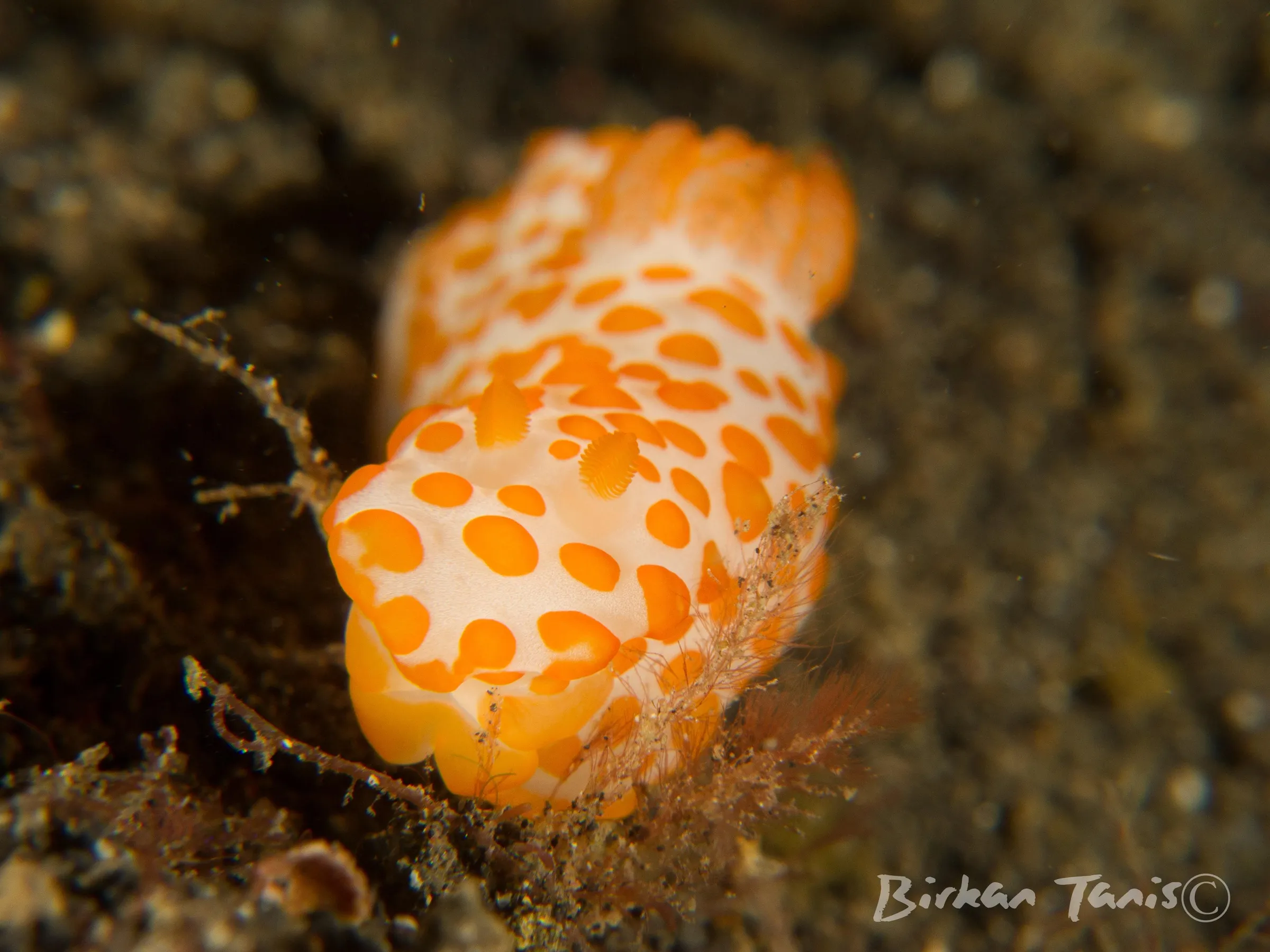 Nudibranch close-up on reef