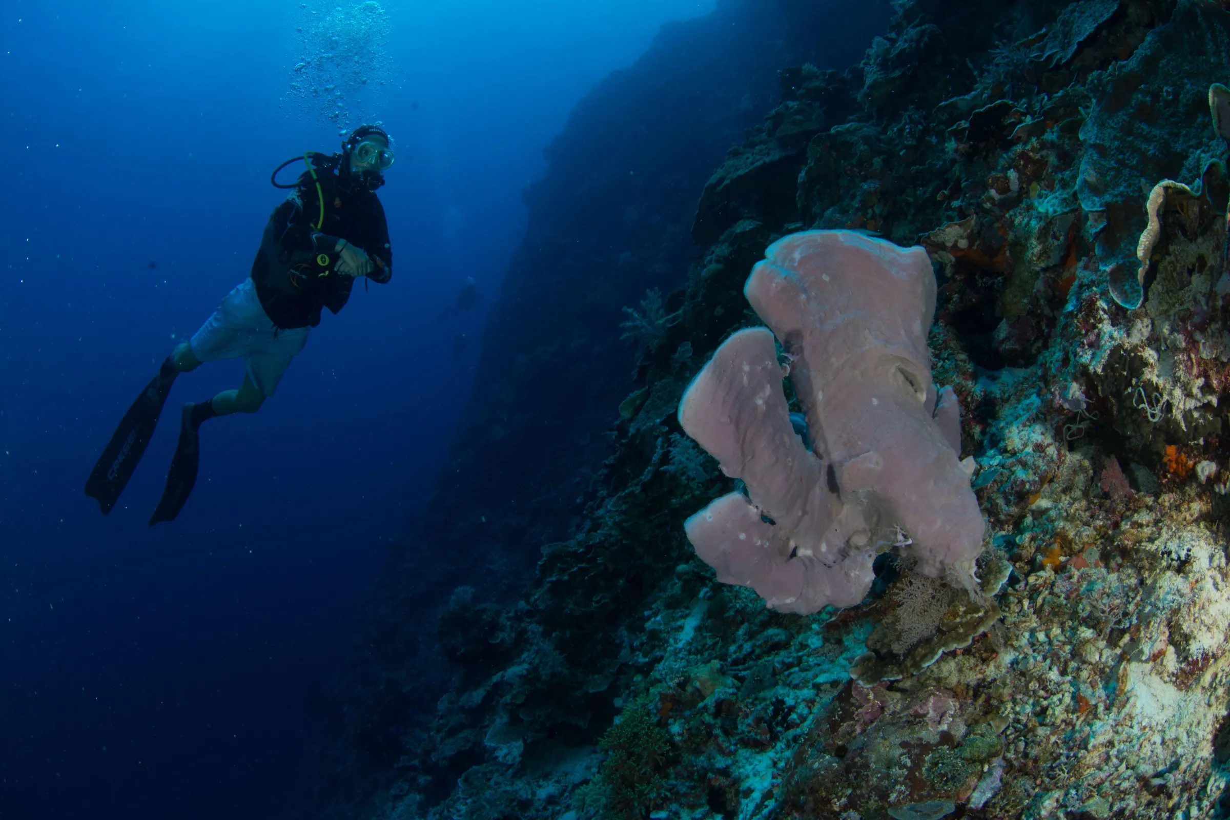 Sponge growing on the wall