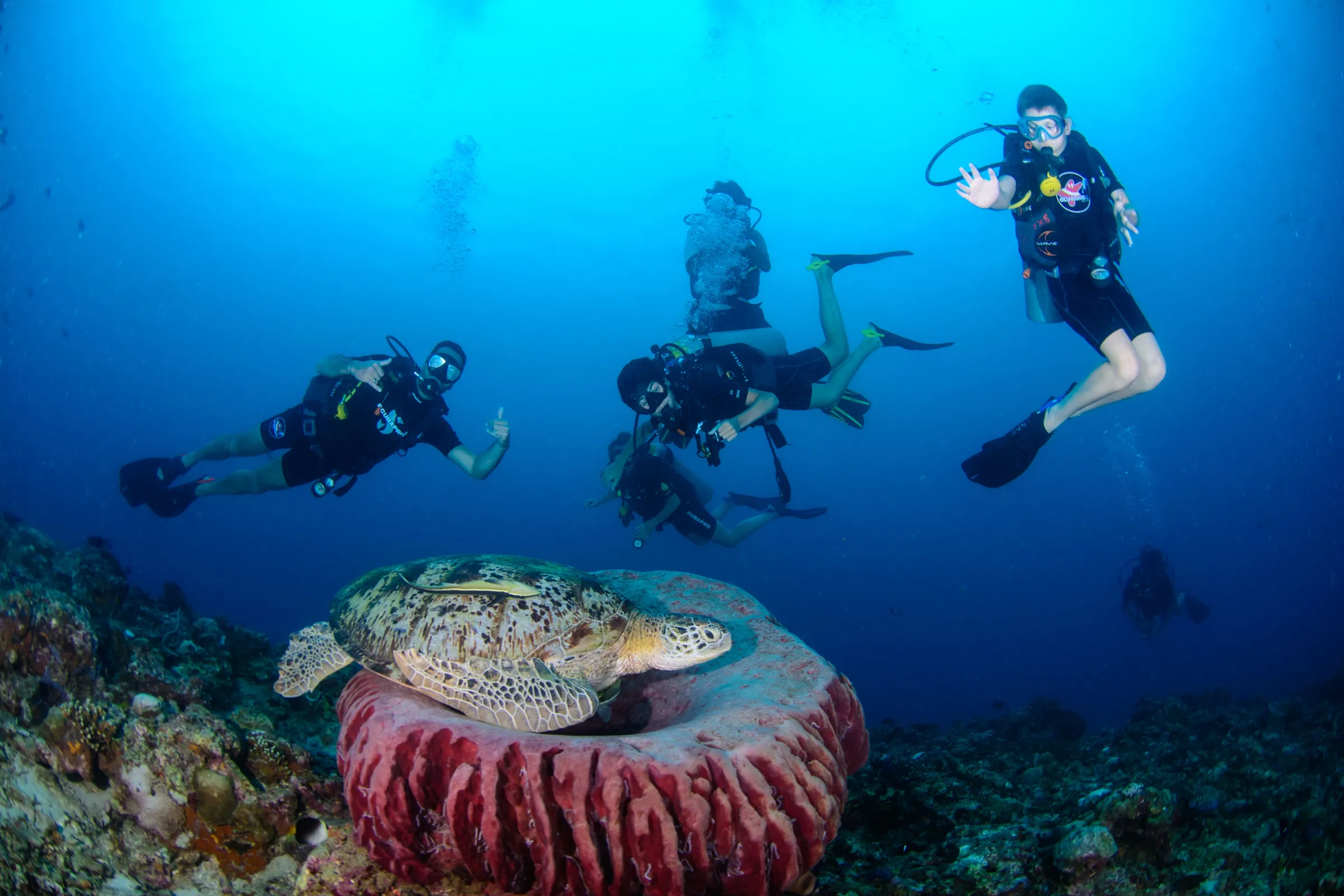 Group of divers around a sponge