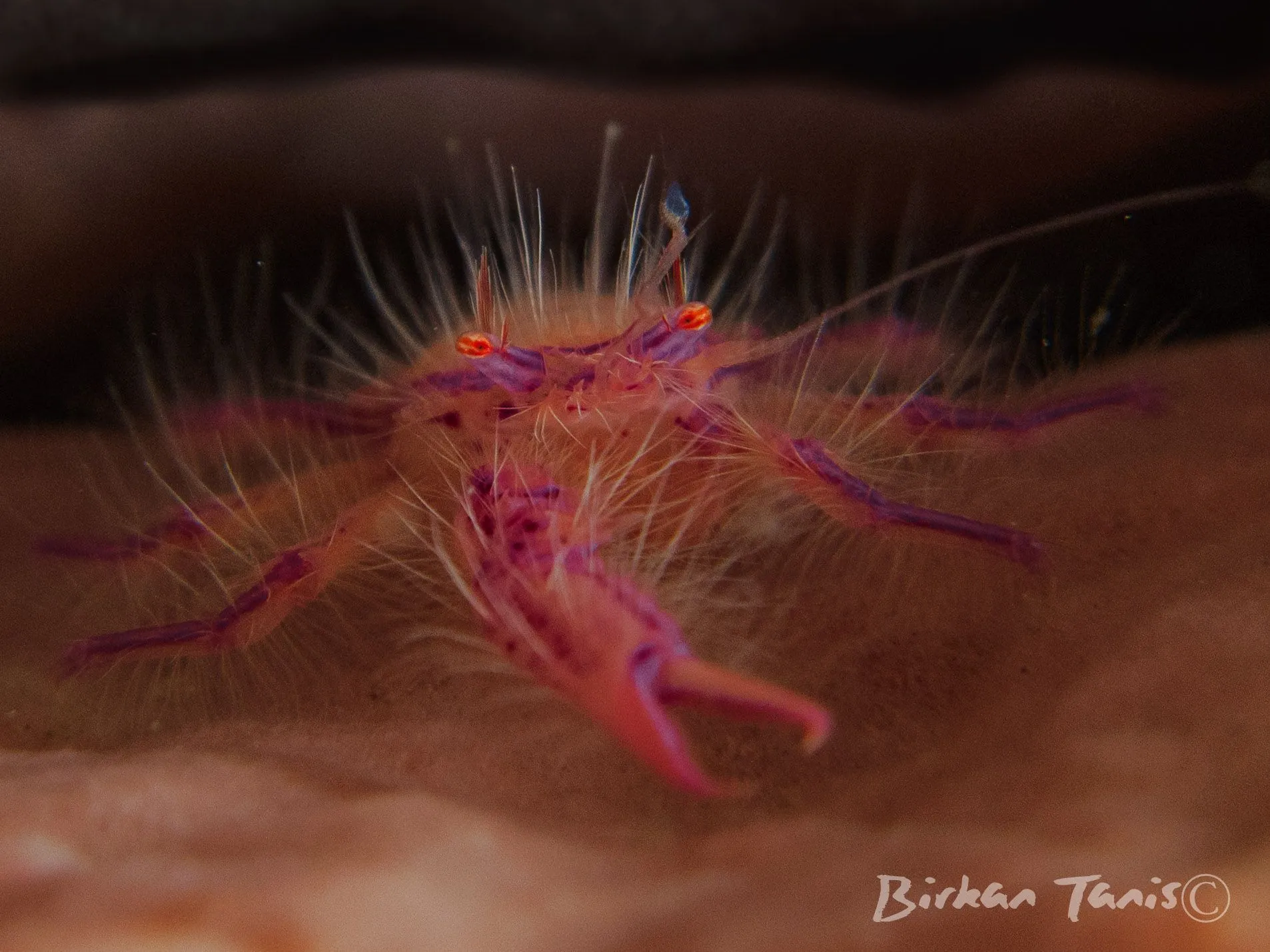 Hairy squat lobster on sponge