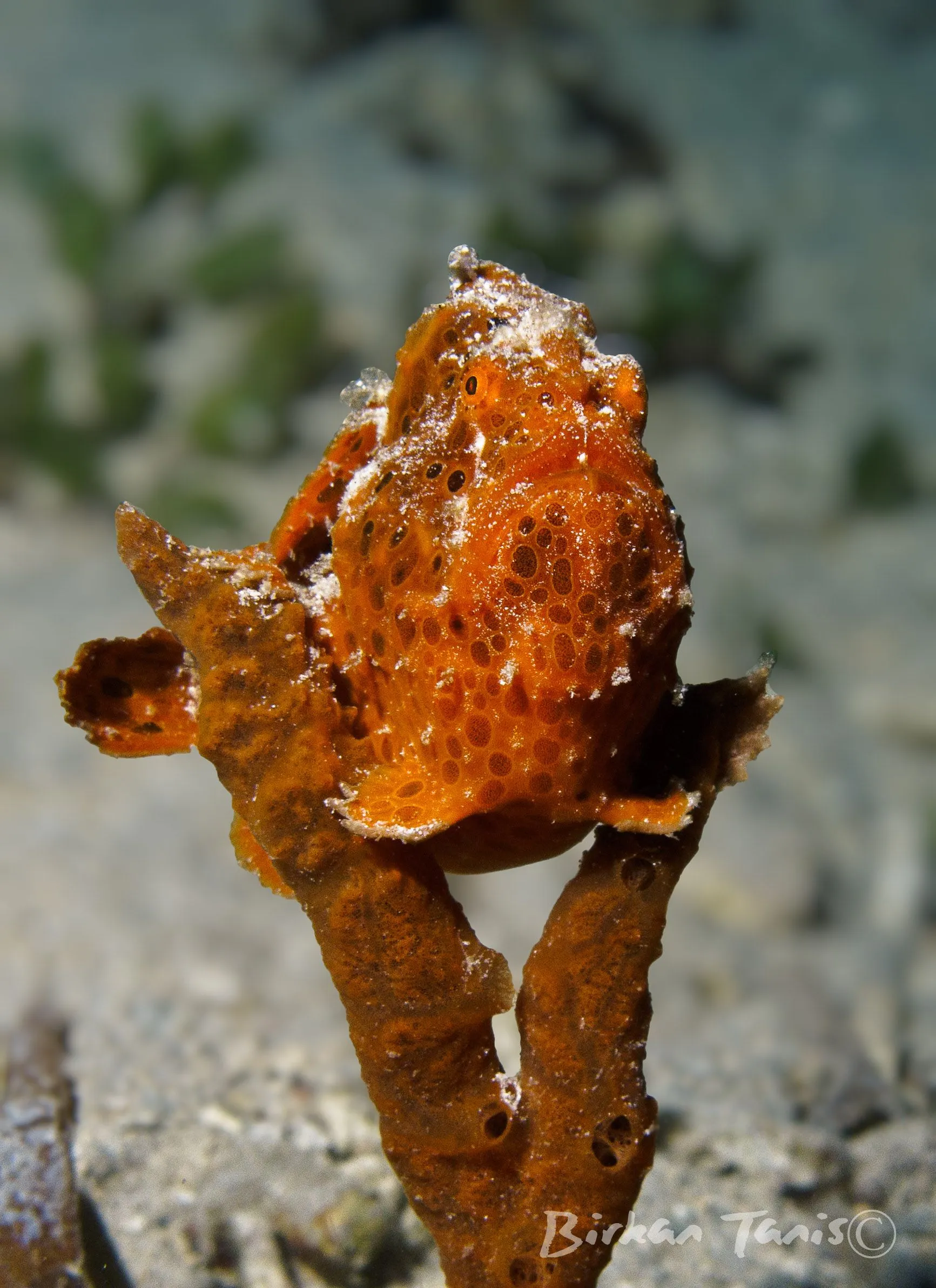 Painted frogfish in sponge
