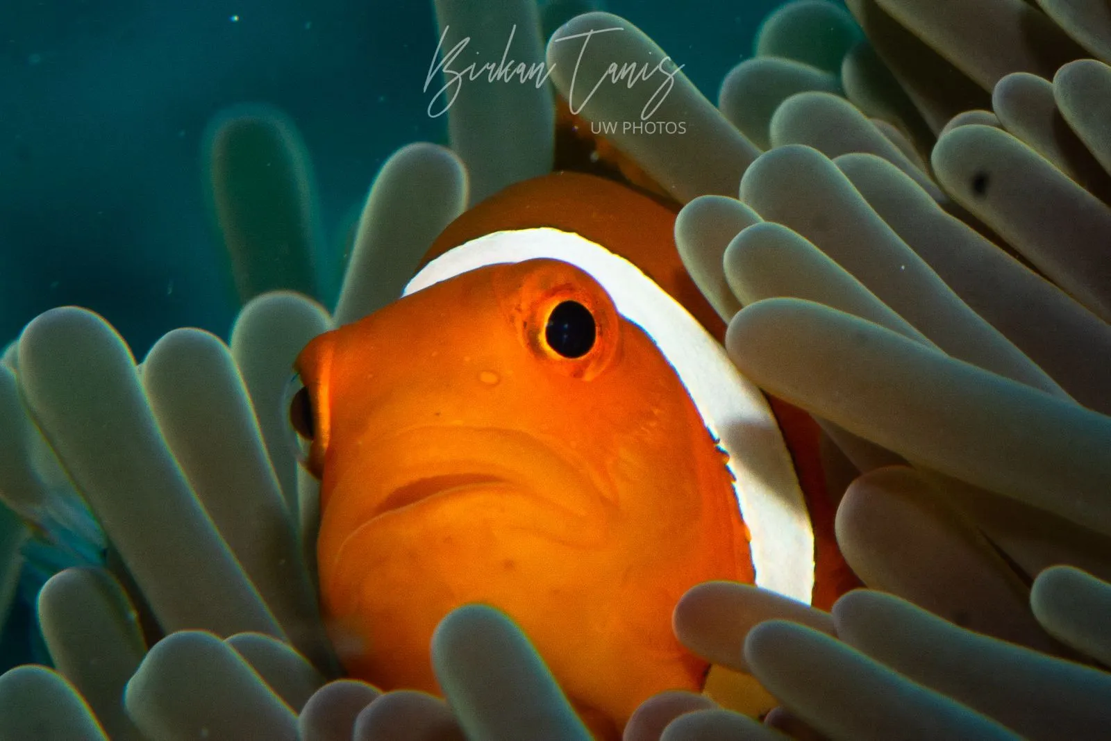 Tomato anemonefish in anemone