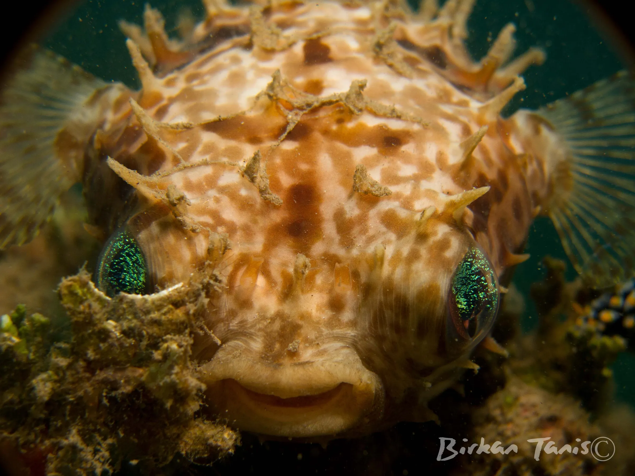 Juvenile porcupine pufferfish