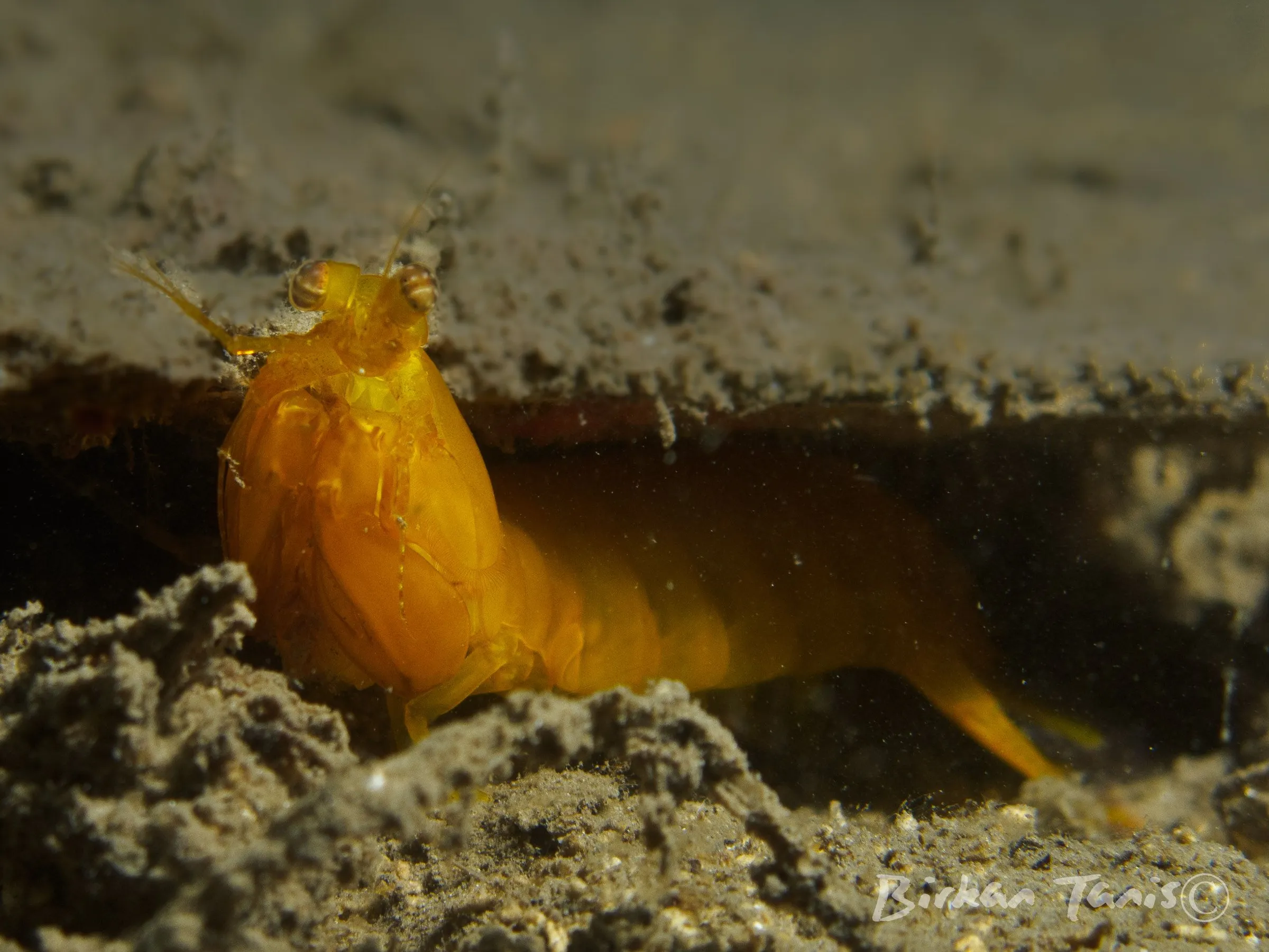Yellow mantis shrimp in burrow