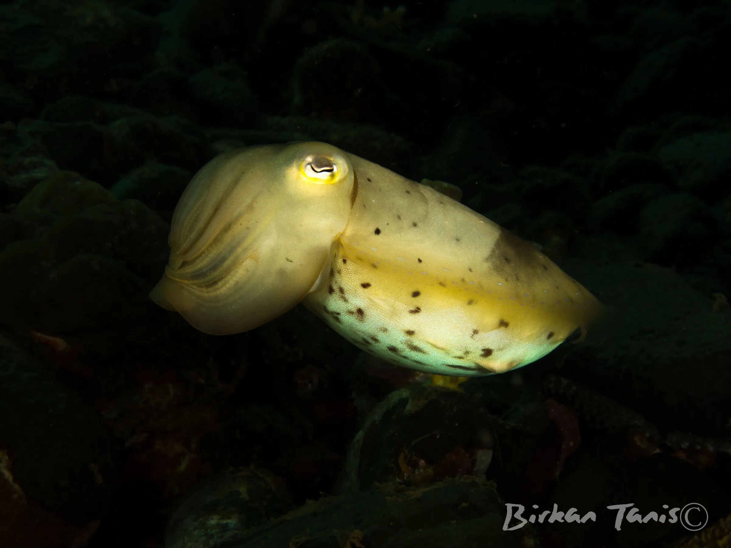 Cuttle fish on sand