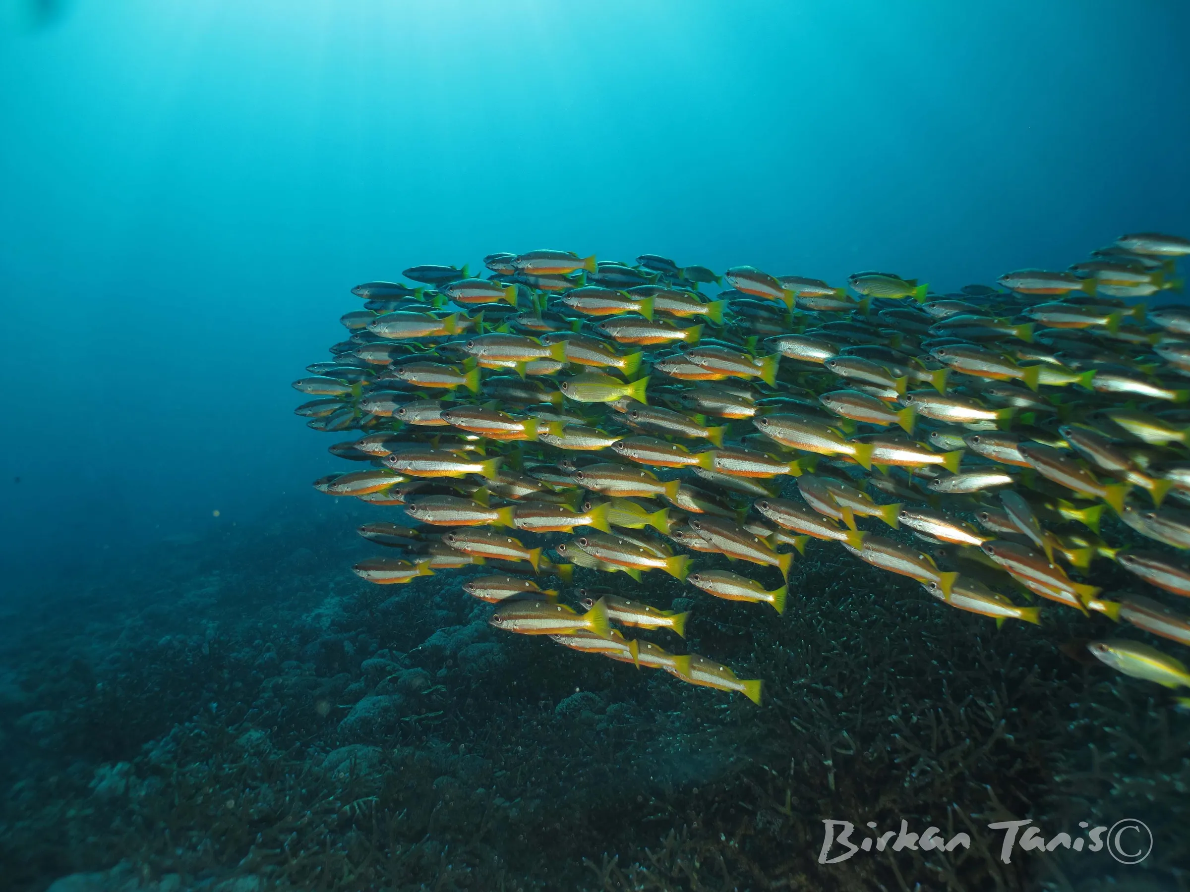 School of yellow snapper