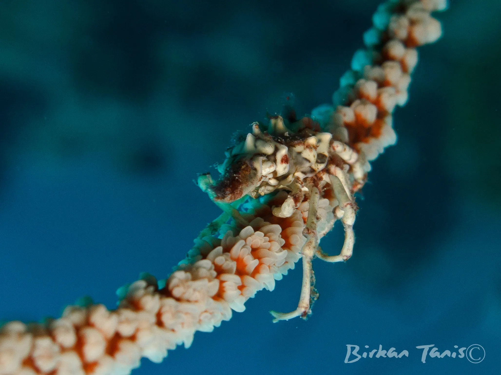 Xeno crab on whip coral