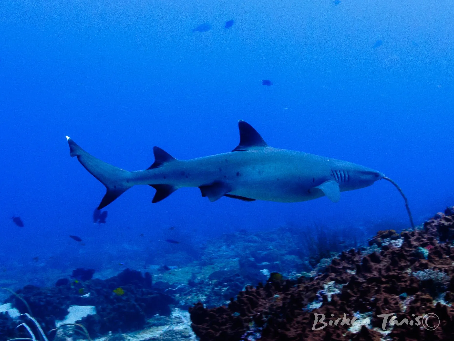 Whitetip reef shark cruising