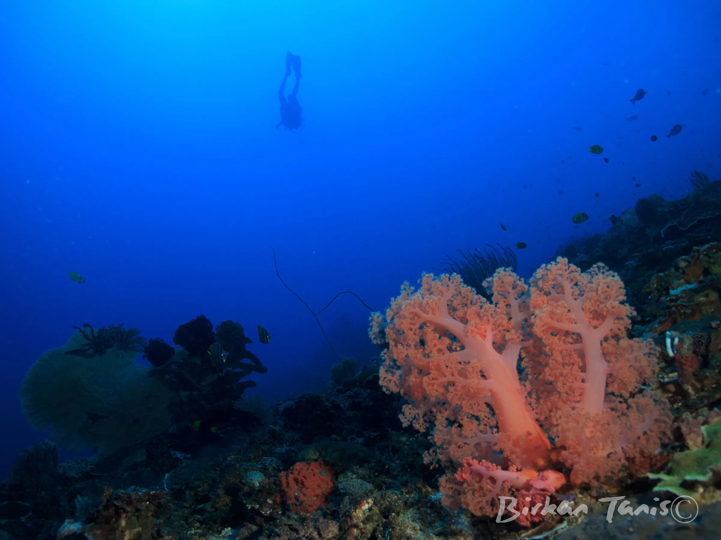 Reef wall with sponges