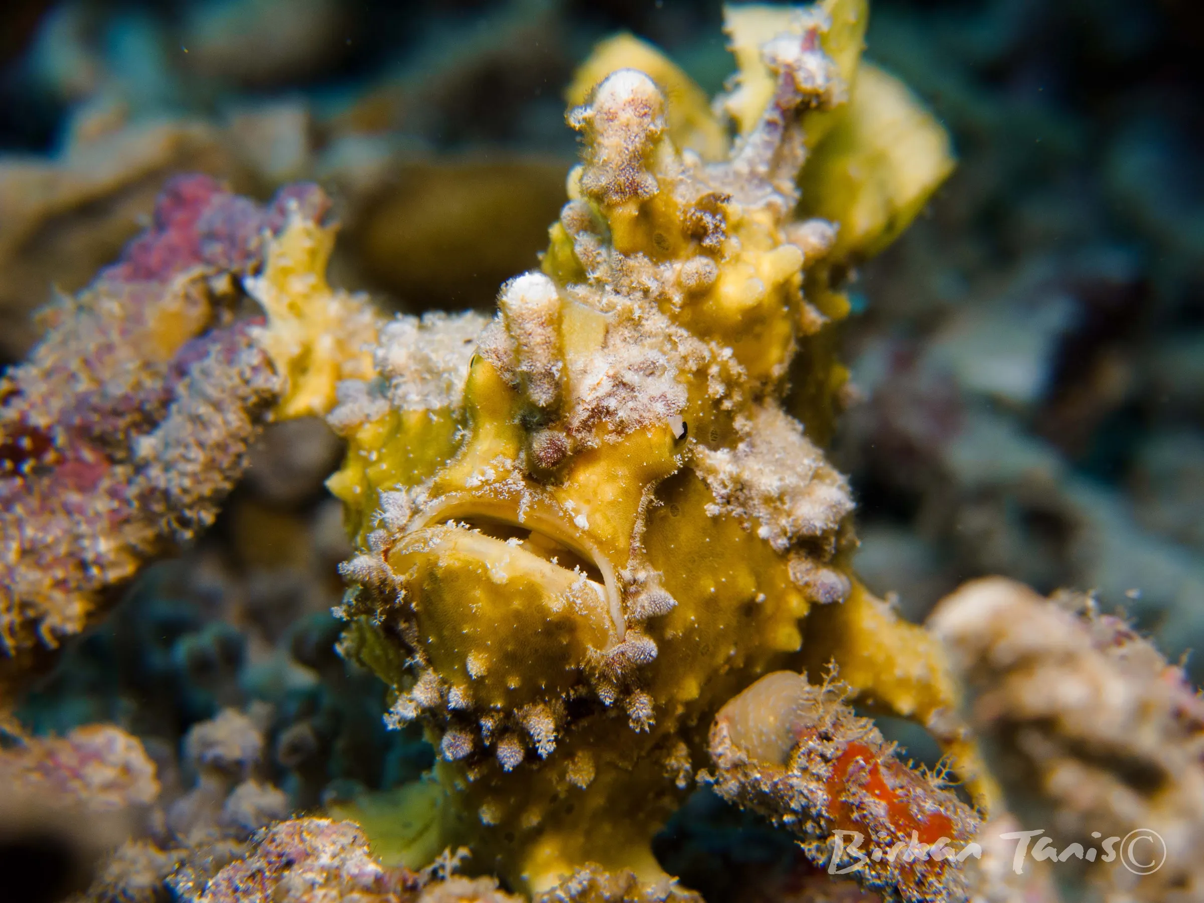 Yellow frogfish in soft coral