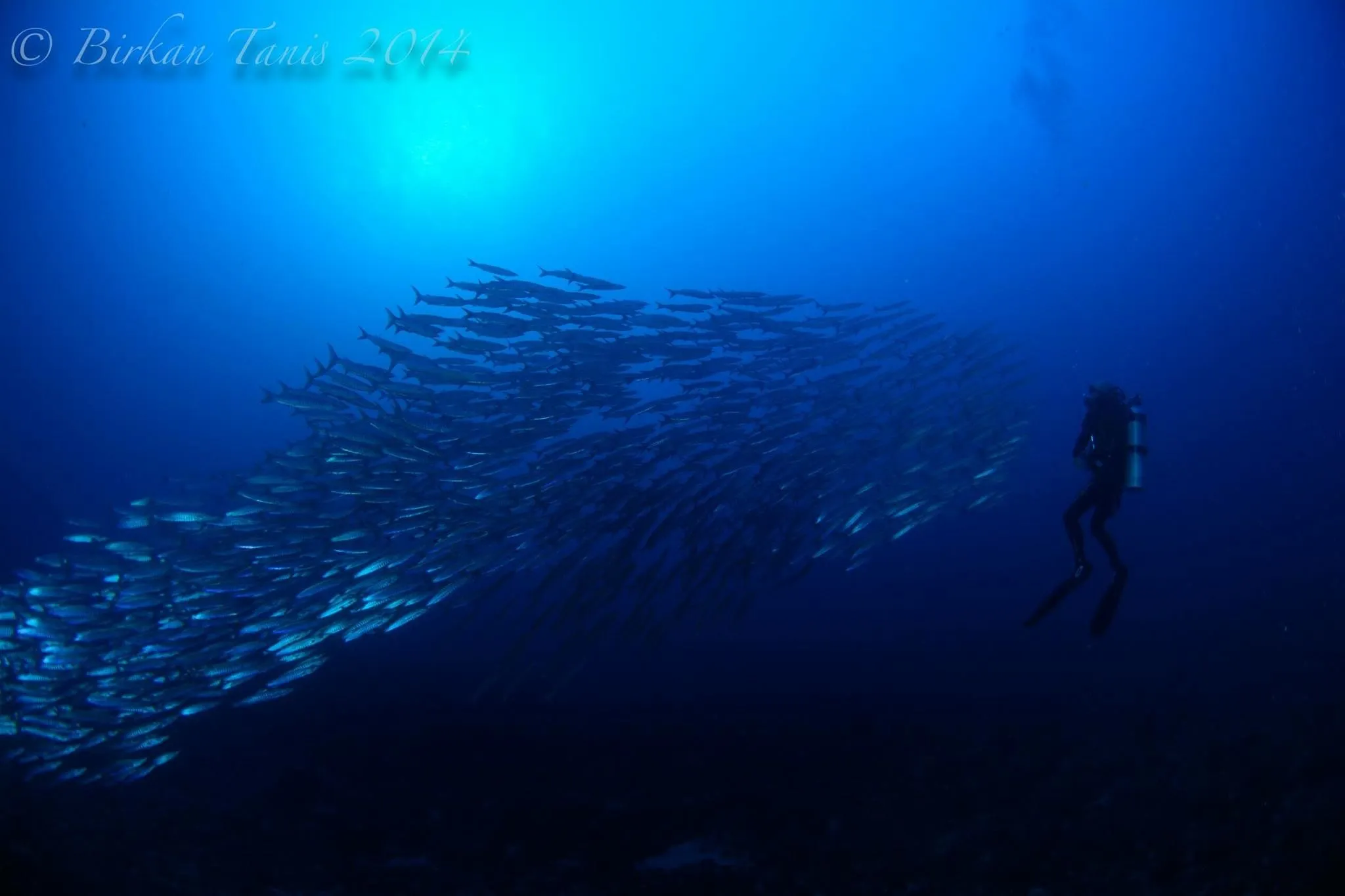 Barracuda in Jackpoint