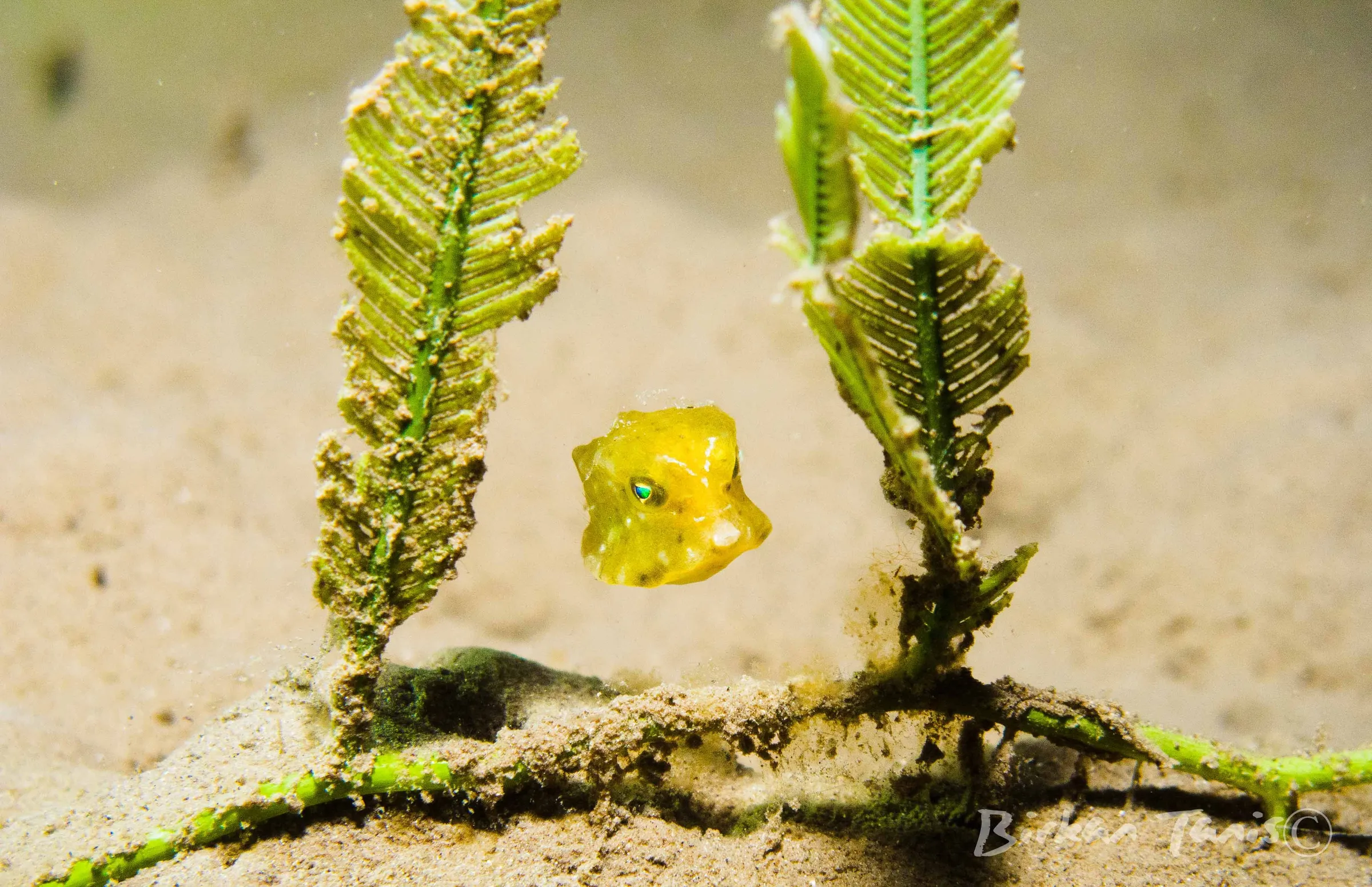 Juvenile cowfish
