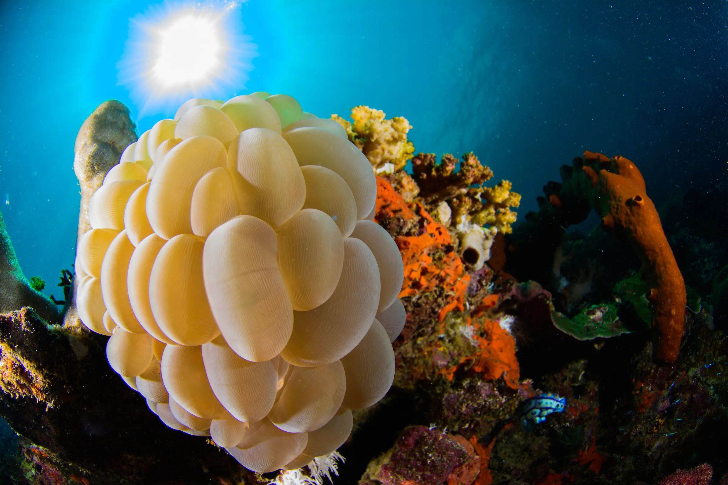 Yellow soft coral bouquet