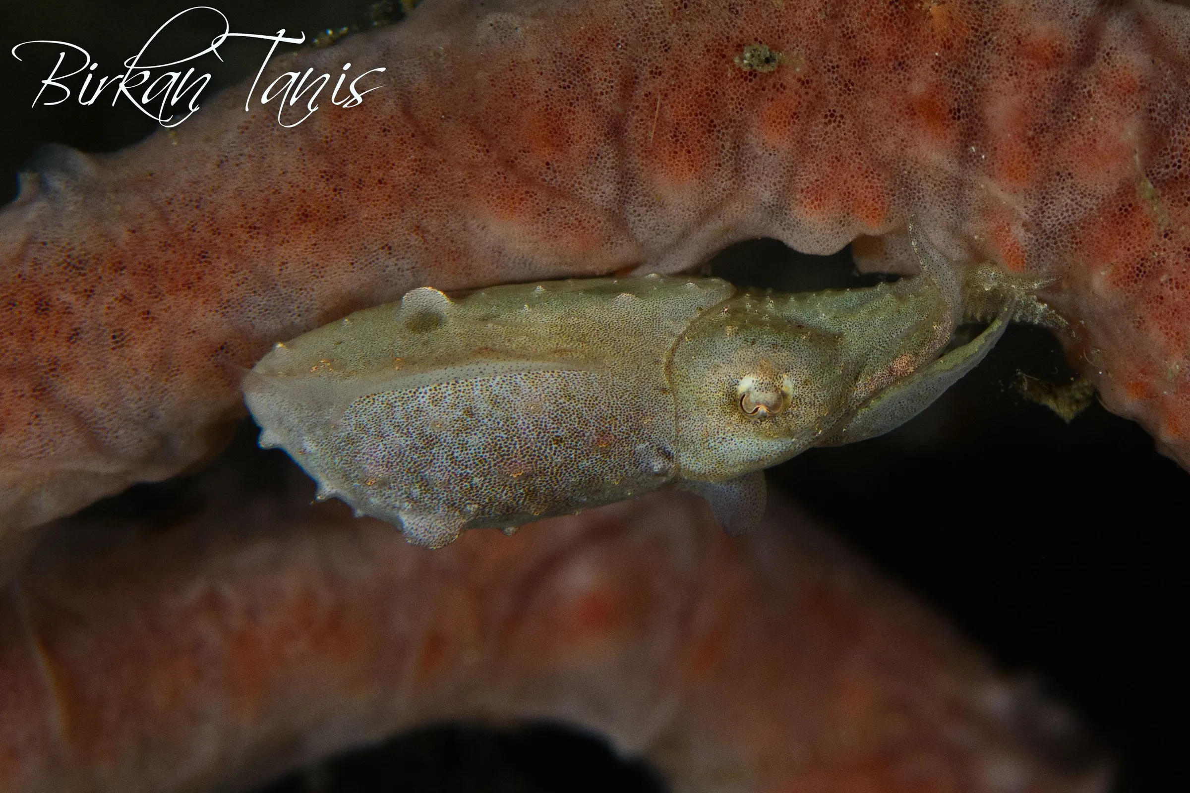 Juvenile Cuttle fish in a sponge