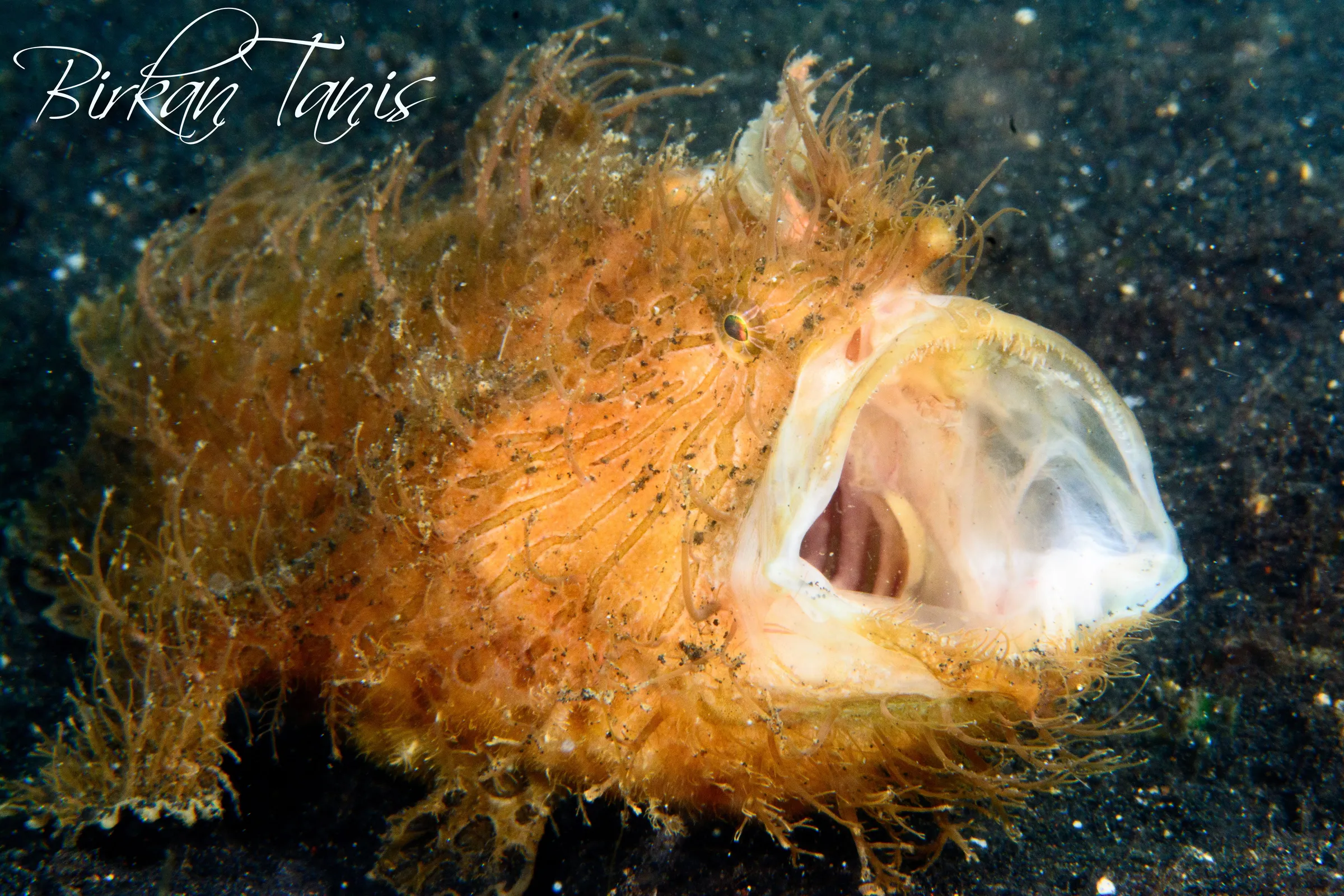 Hairy Frogfish yawning wide
