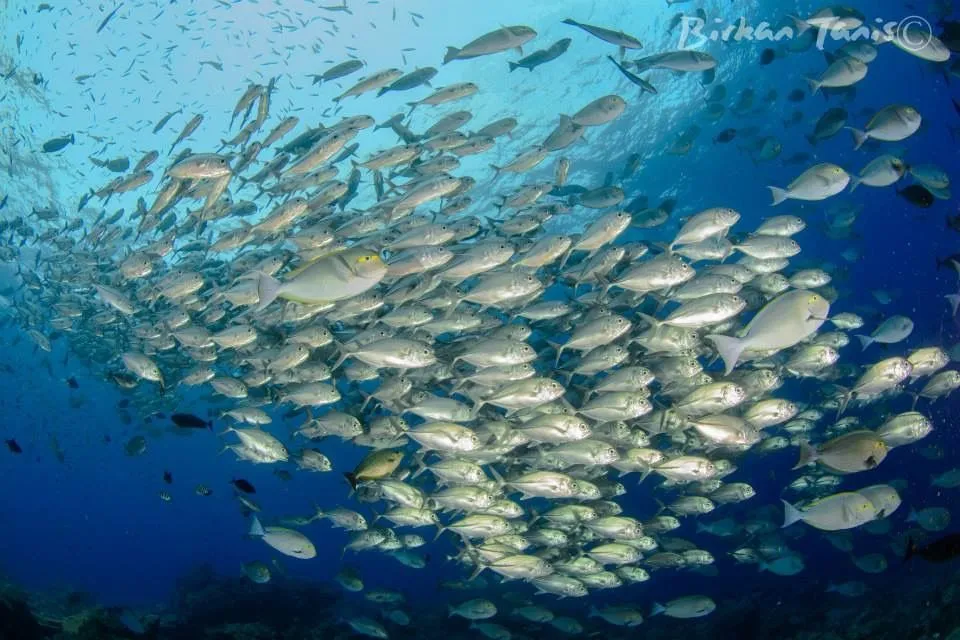 Schooling Jackfish