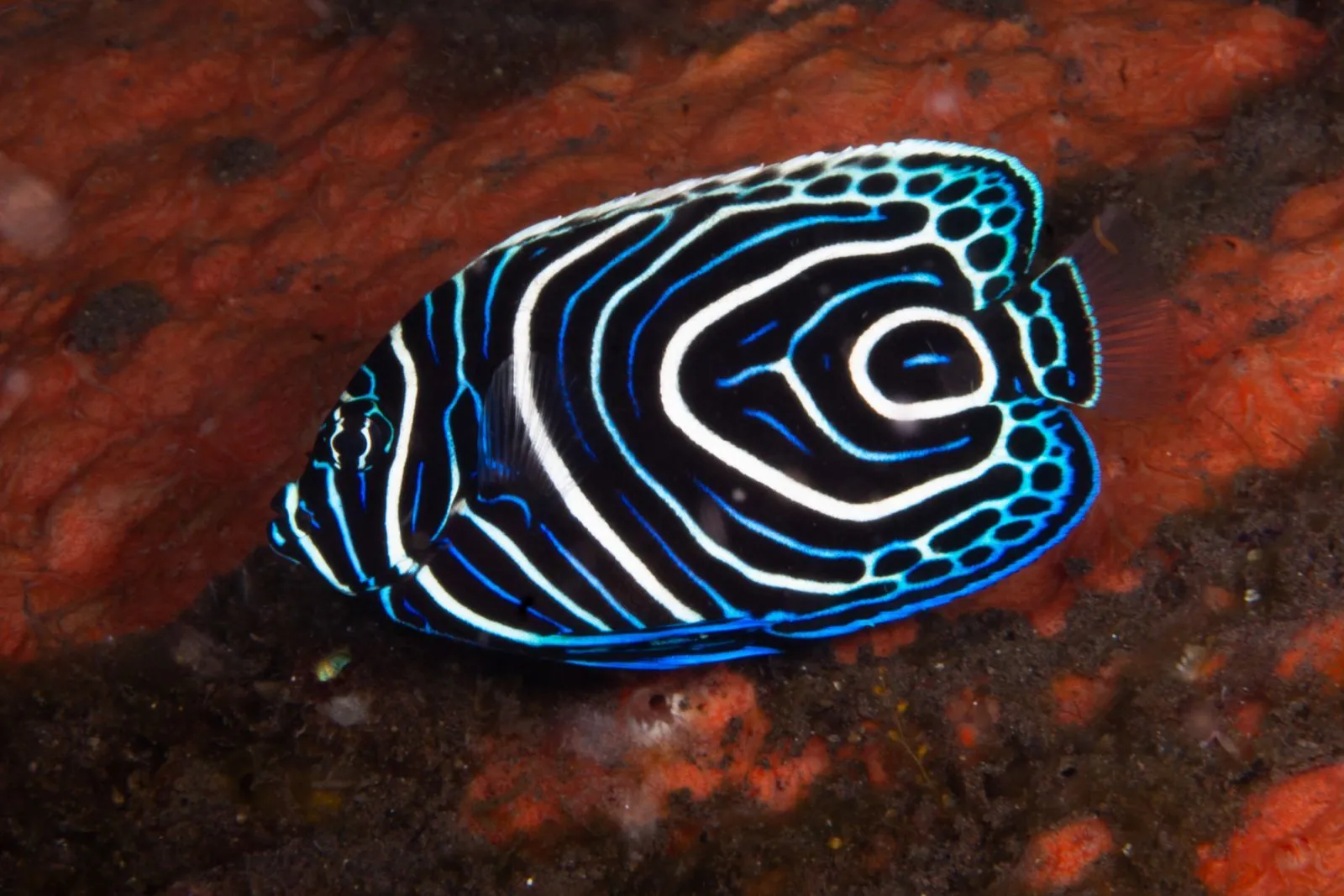 Emperor angelfish on the reef
