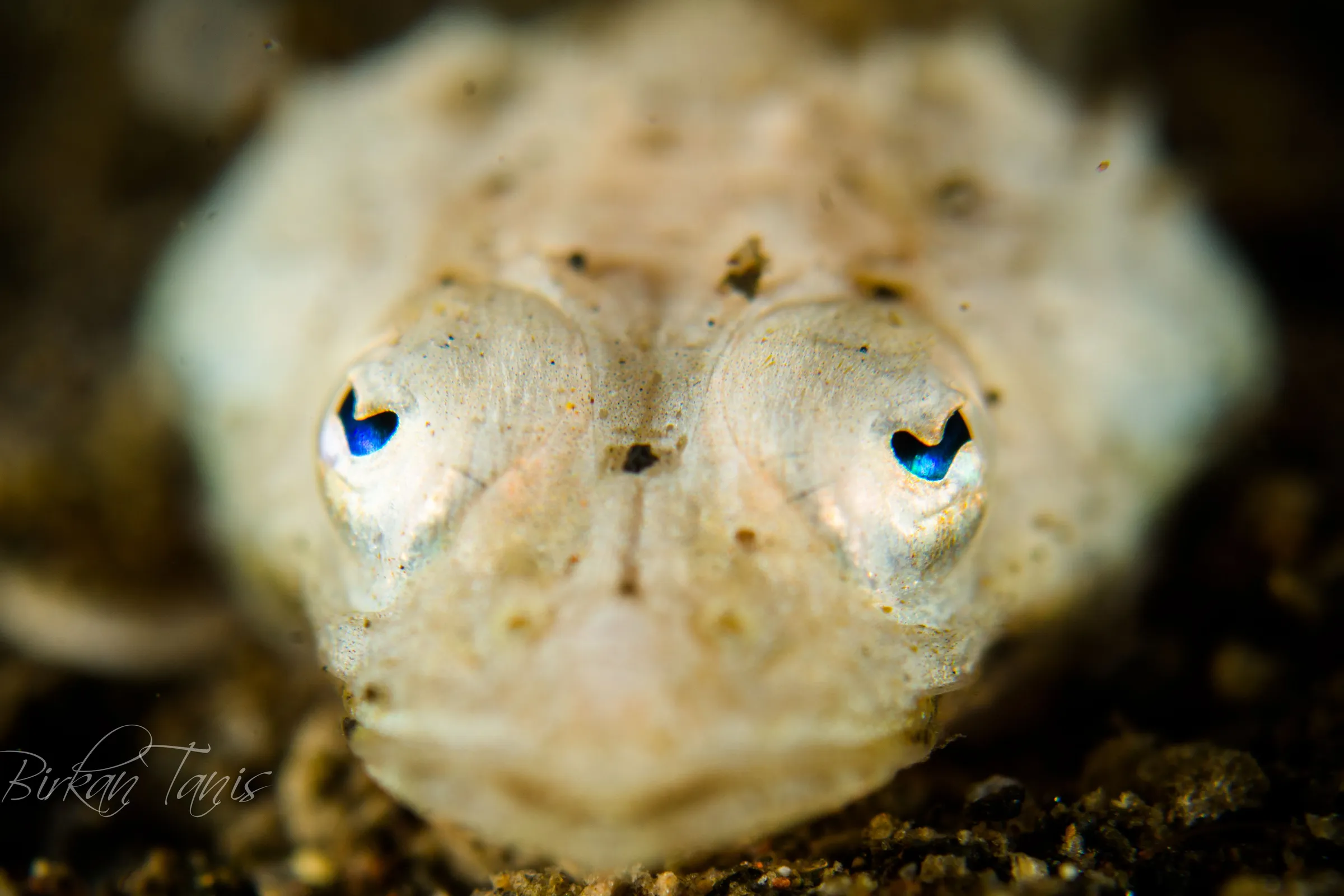 Frogfish camouflaged on sponge