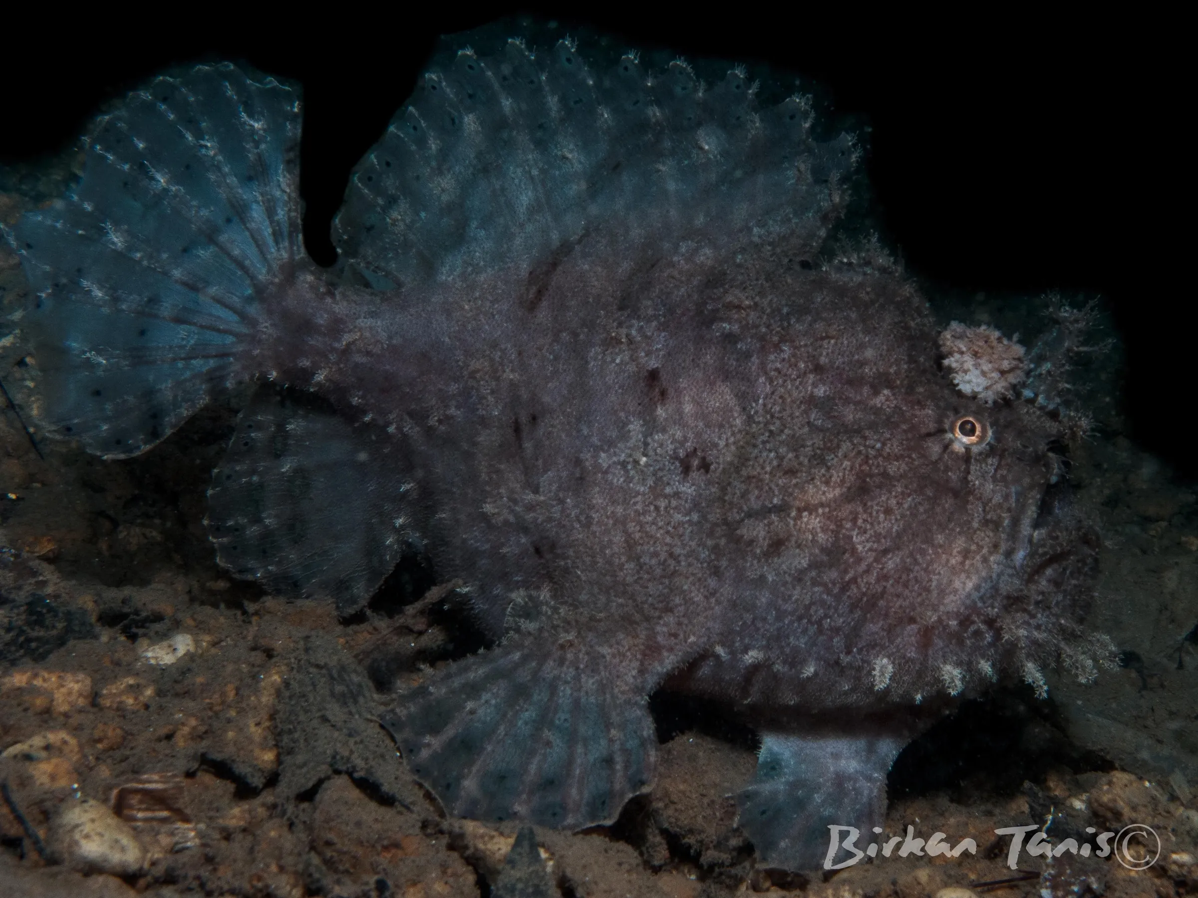 Striatus Frogfish