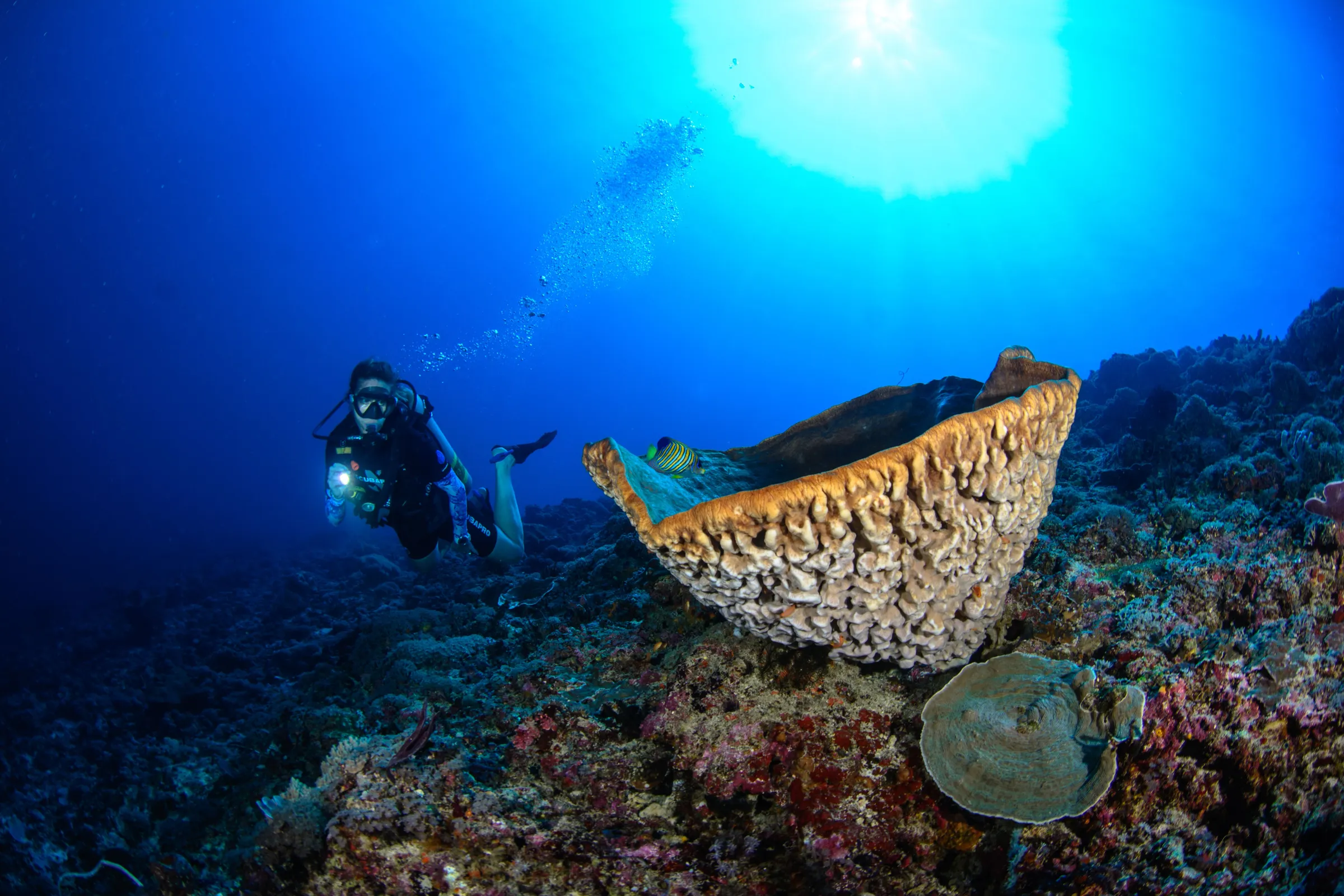 Barrel sponge backlit by sun