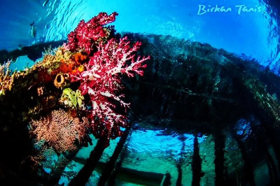 Soft coral garden cluster